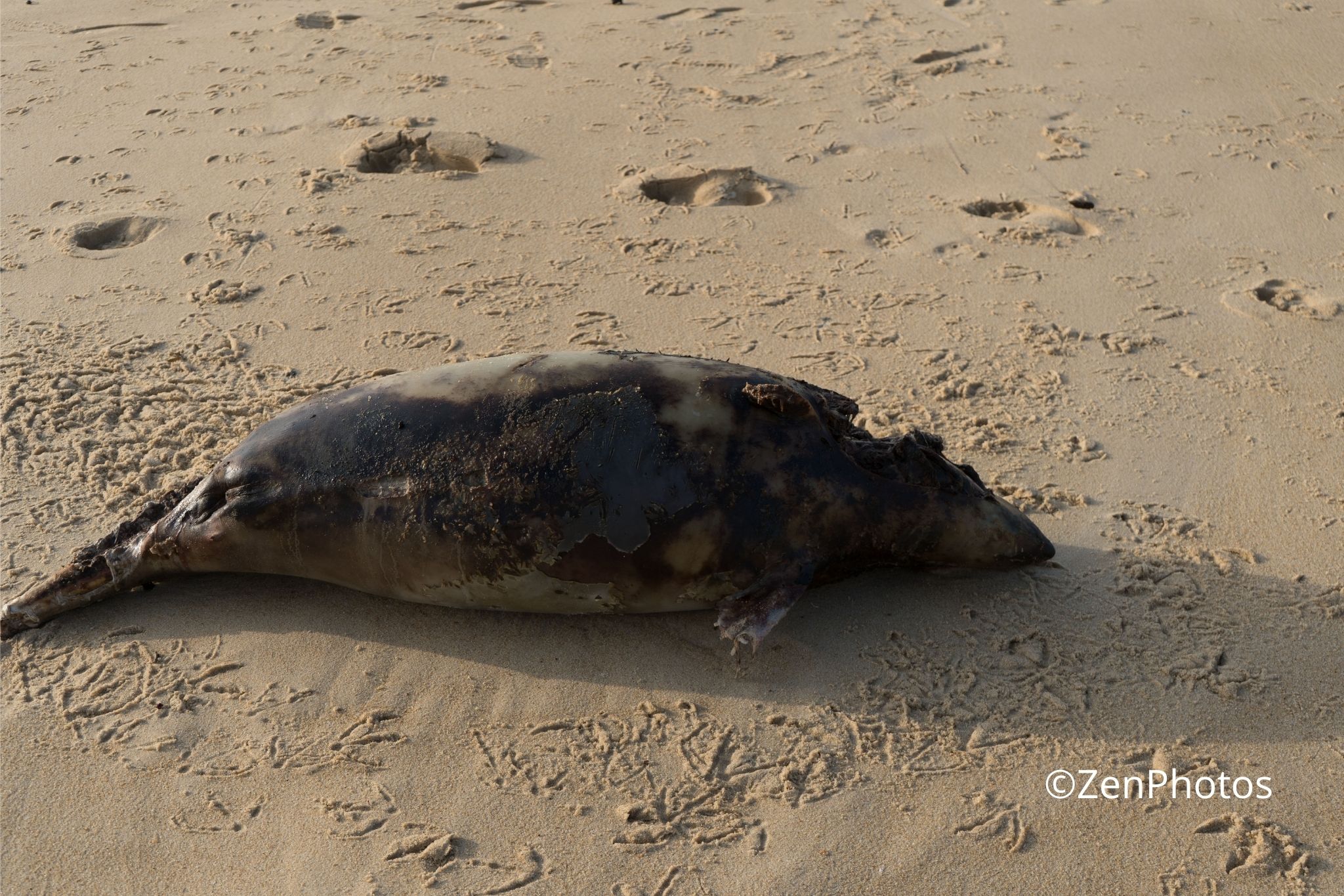 Photo d’art – Bébé phoque sur la plage de Vieux-Boucau, scène émouvante et naturelle