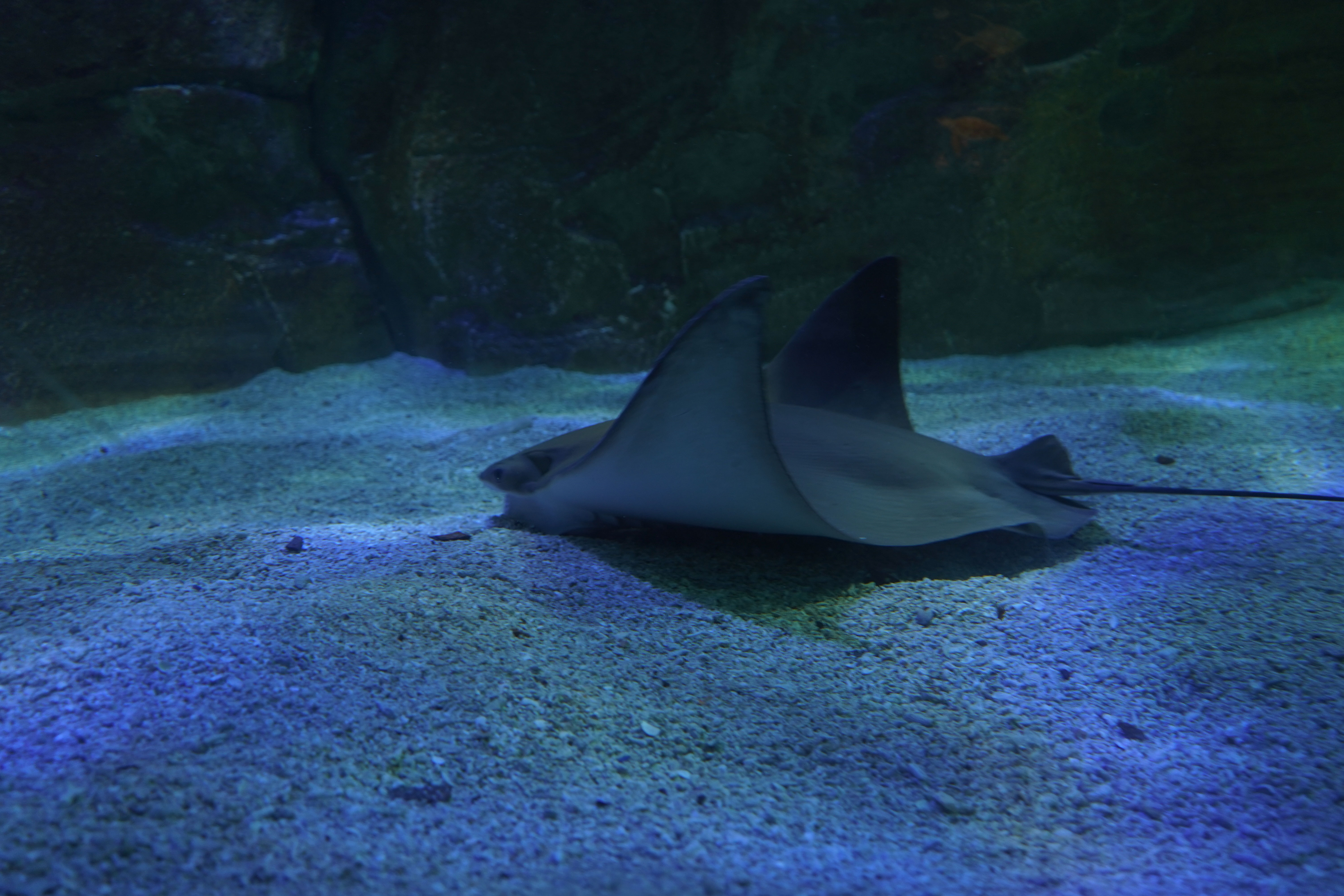 Aile marine – Détail d’une raie en macro à travers le verre