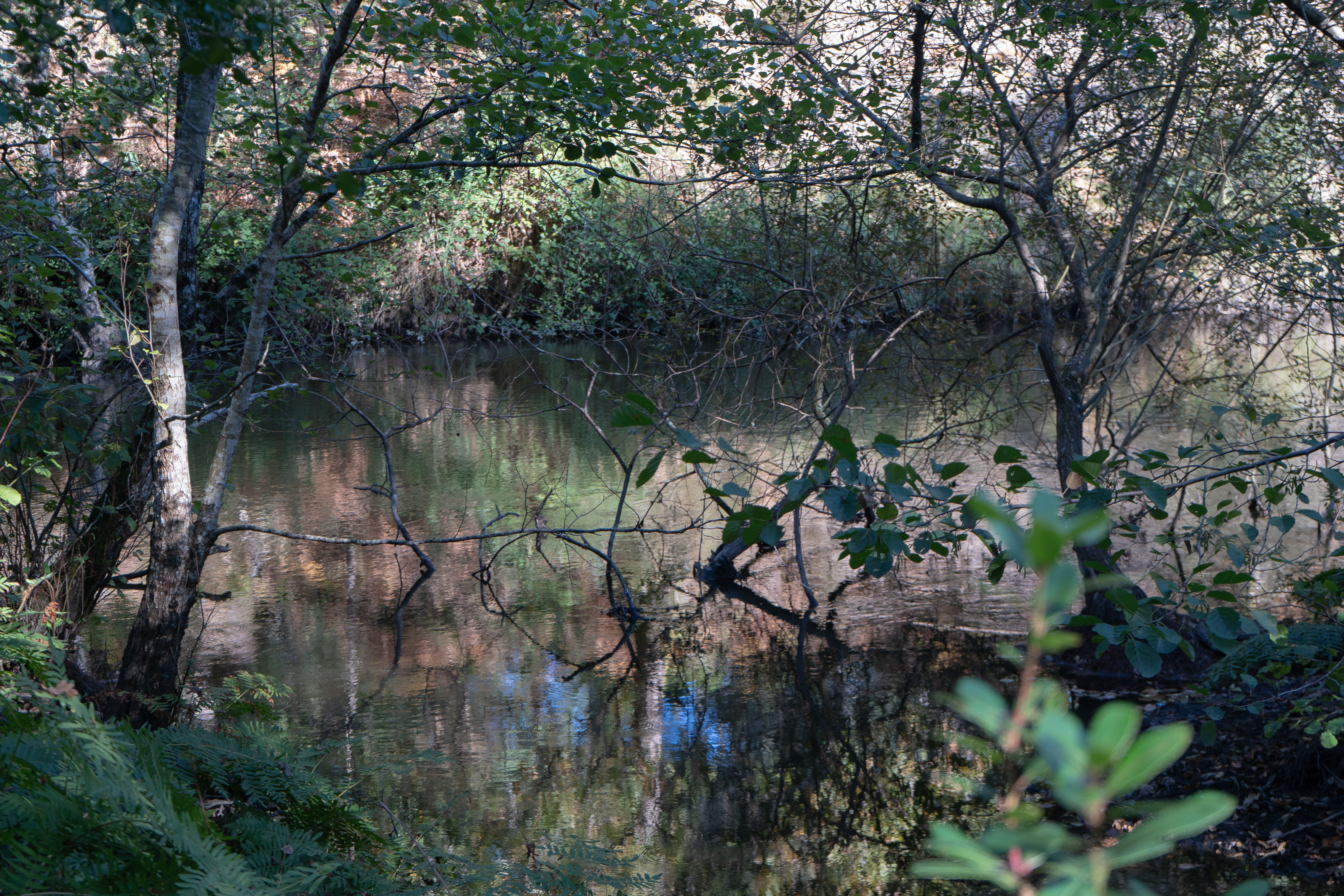 Reflets de Verdure sur le Courant d’Huchet – Photographie Nature