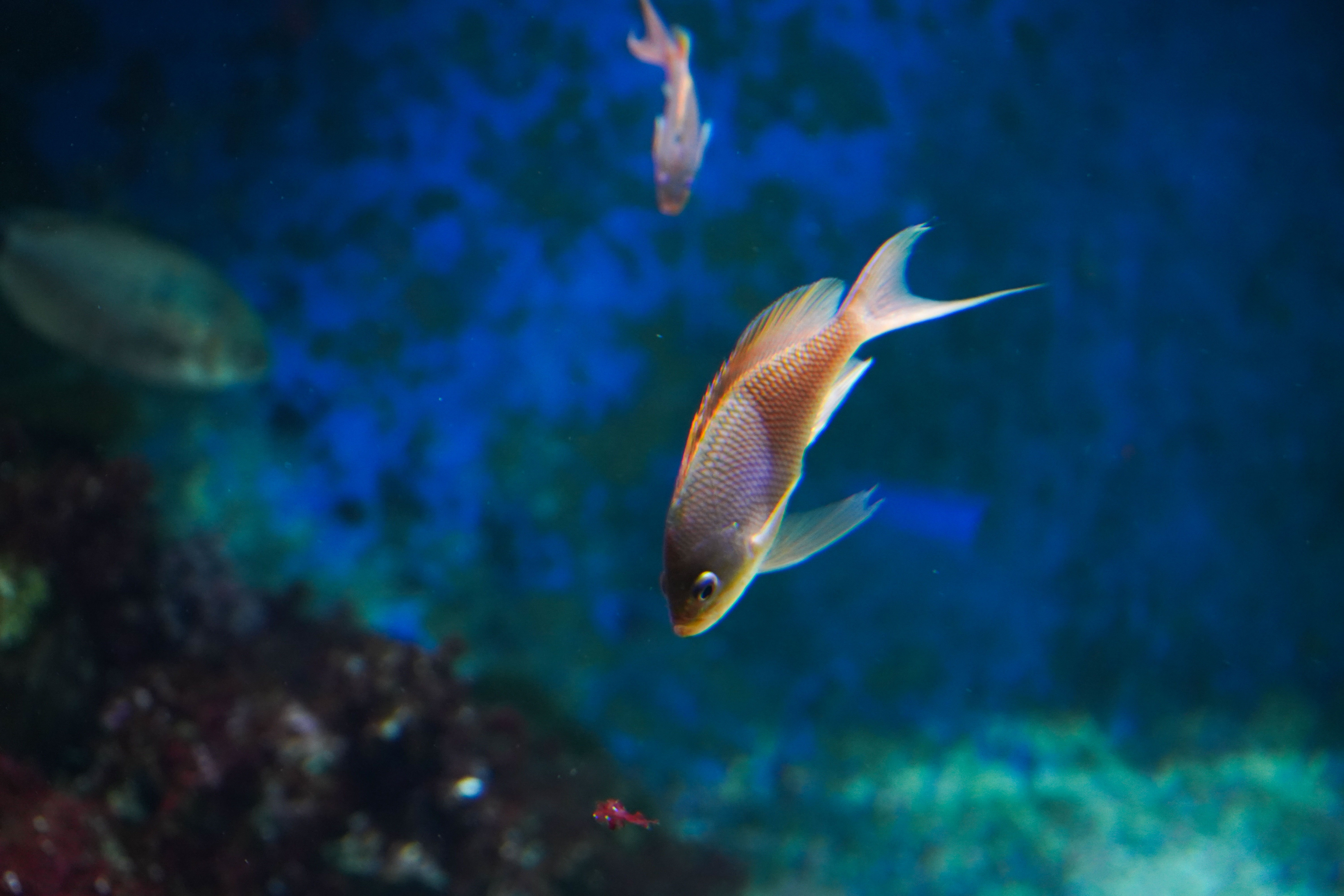 Chromis en Plongée – Instant Marin au Seaquarium du Grau-du-Roi