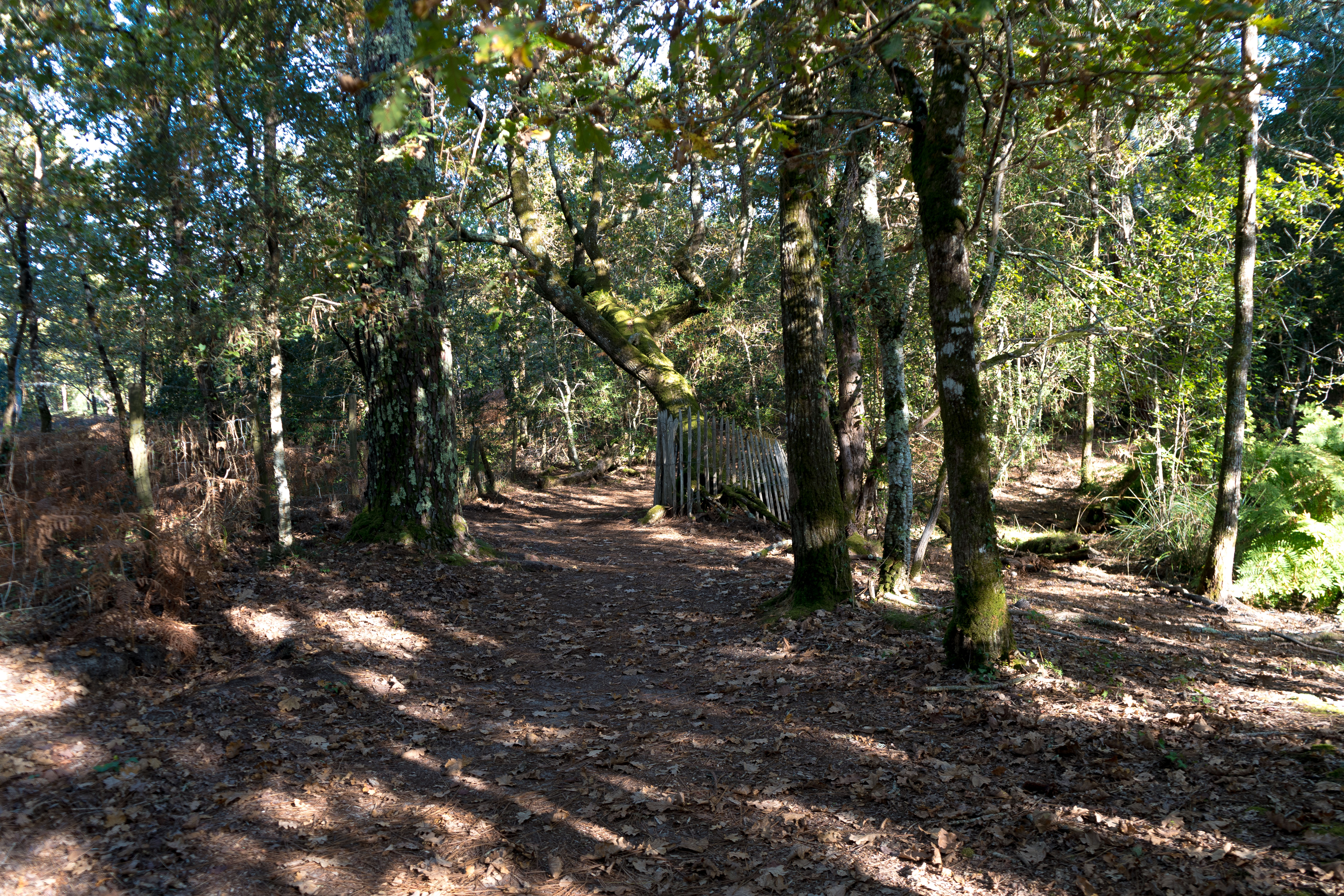 Le Chemin de la Forêt – Sentier du Courant d’Huchet