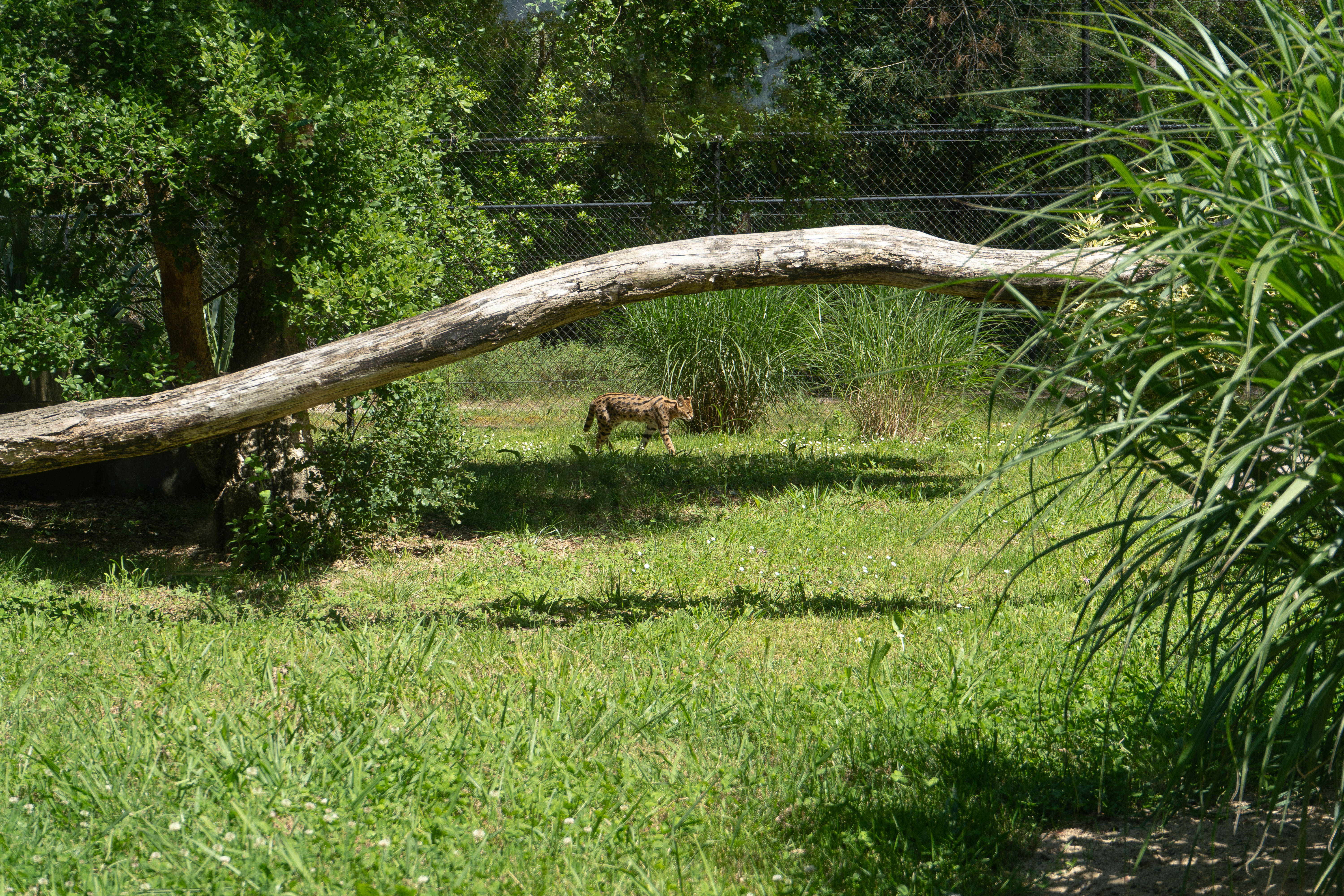 Regard lointain – Serval au zoo de Labenne