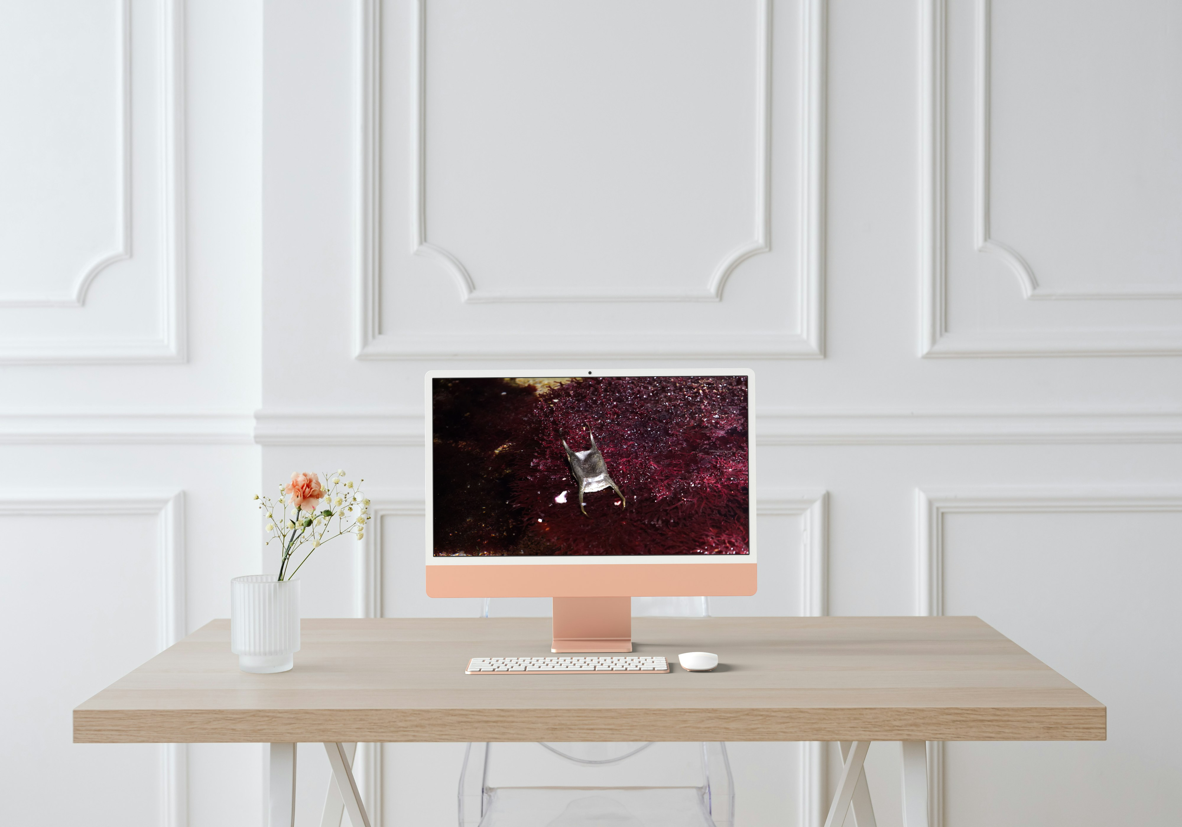"Naissance marine" – Photographie macro d’une capsule de raie sur algues rouges