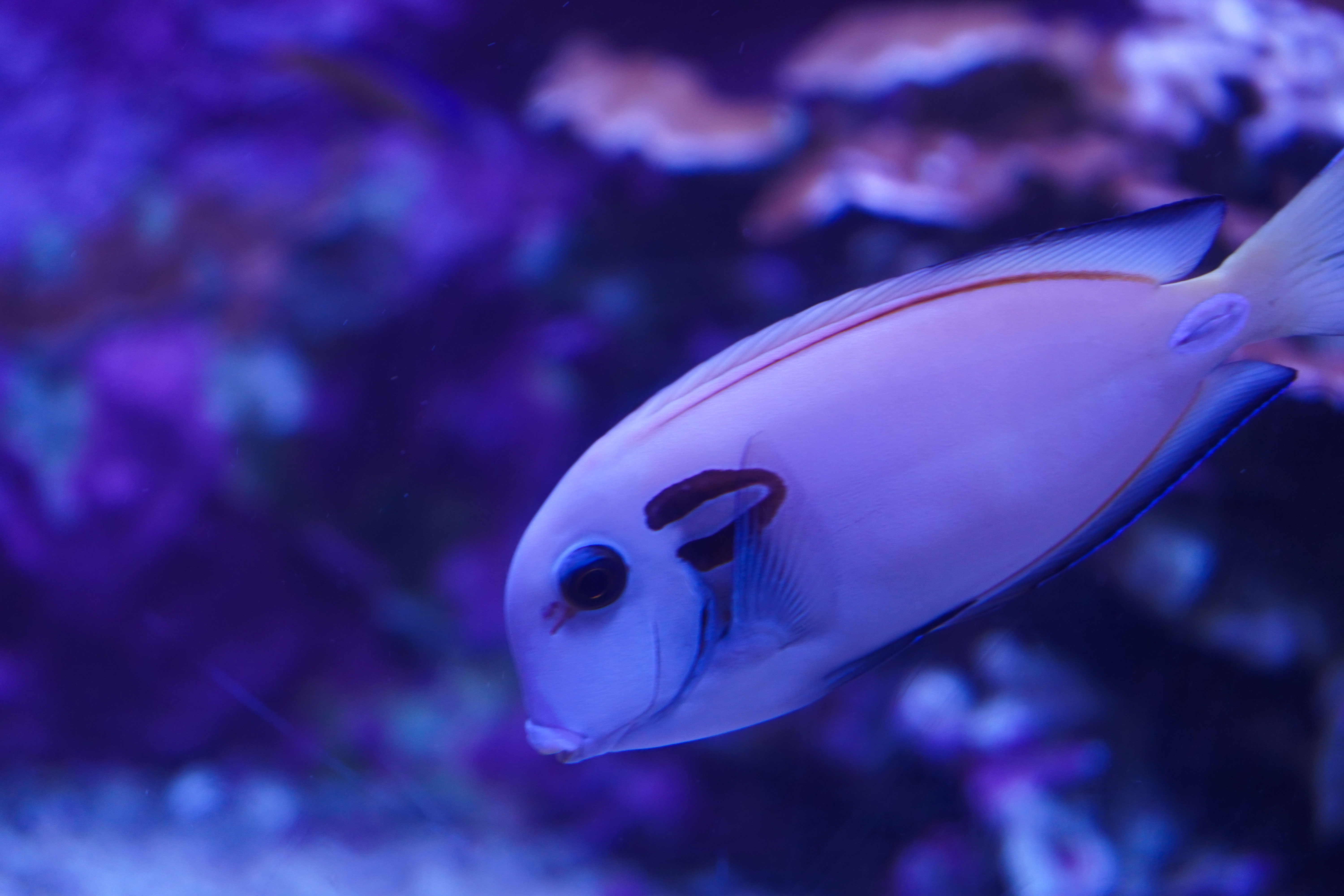  "Commandant des profondeurs" – Photographie macro d’un poisson chirurgien lieutenant