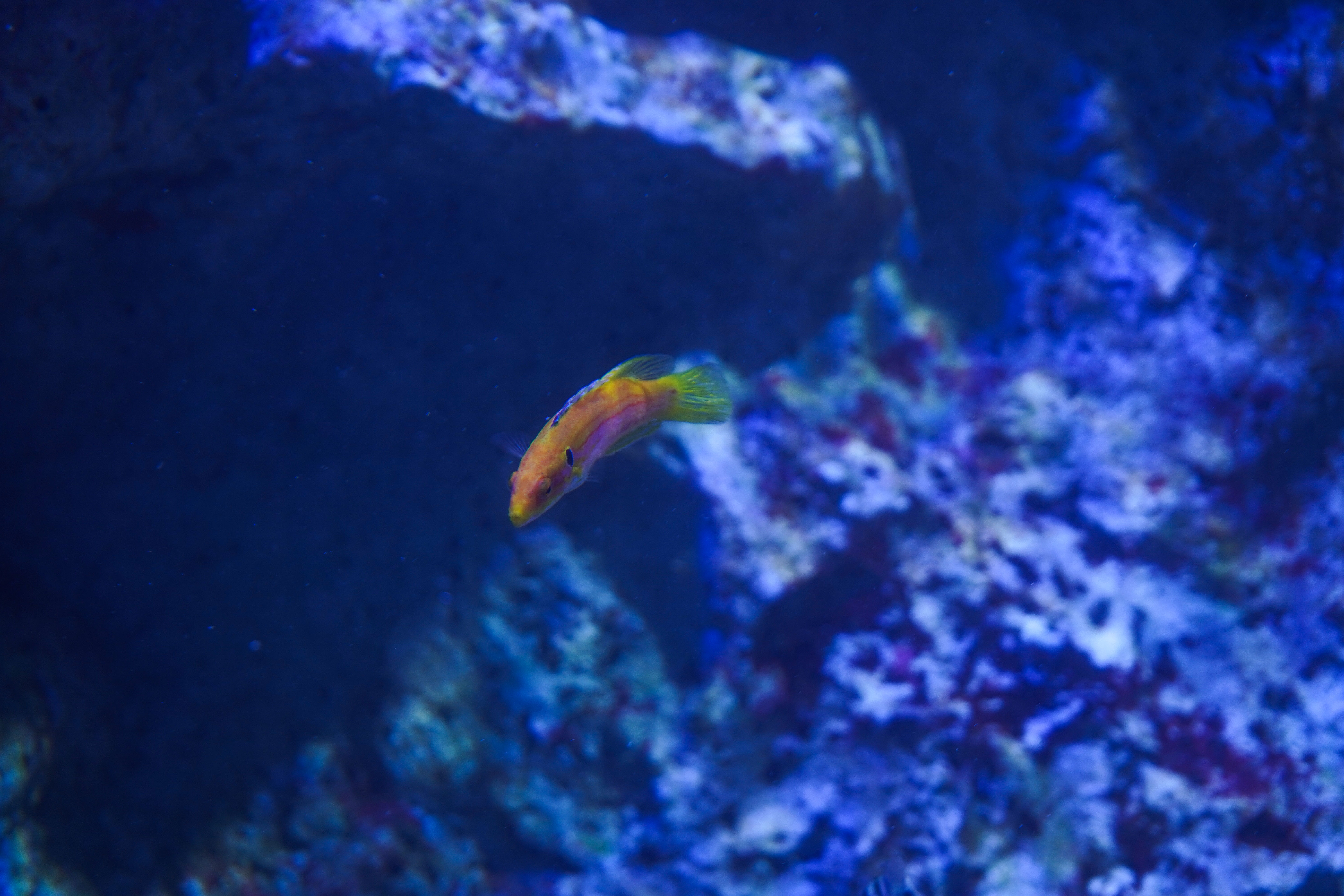 Capturé à travers la vitre du Seaquarium du Grau-du-Roi