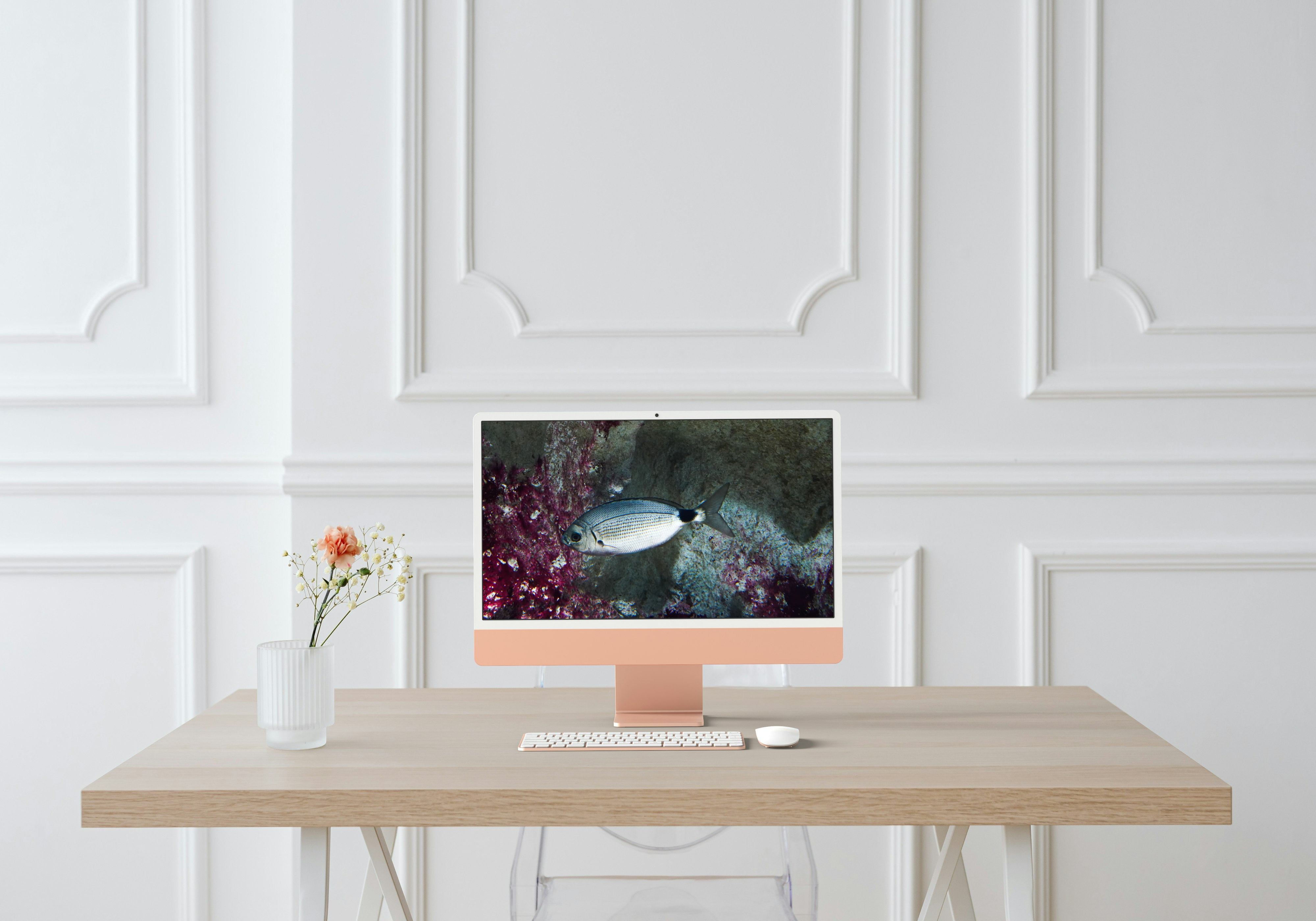 Oblade Méditerranéenne – Regard Marin au Seaquarium