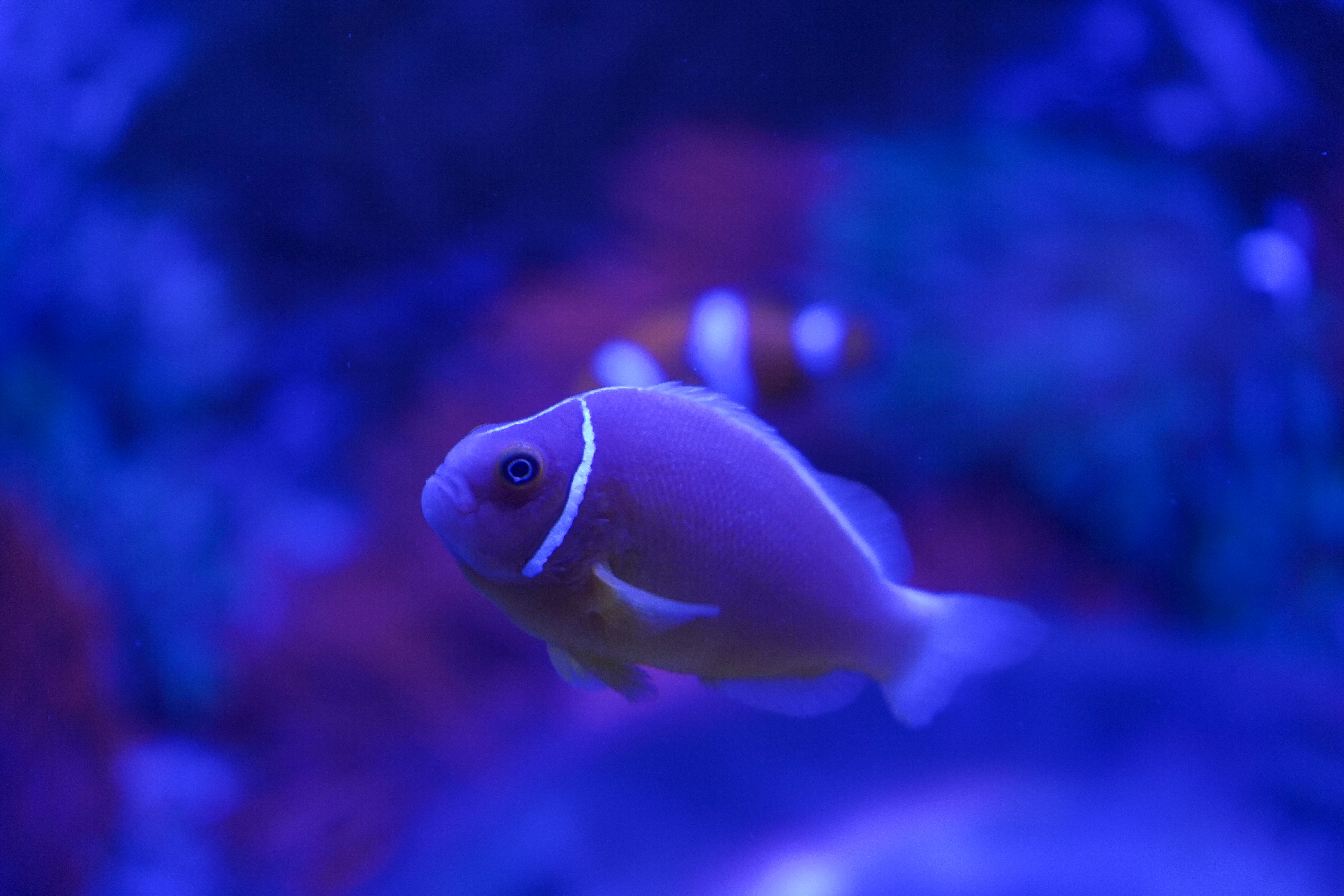 Pris à travers la vitre du Seaquarium du Grau-du-Roi