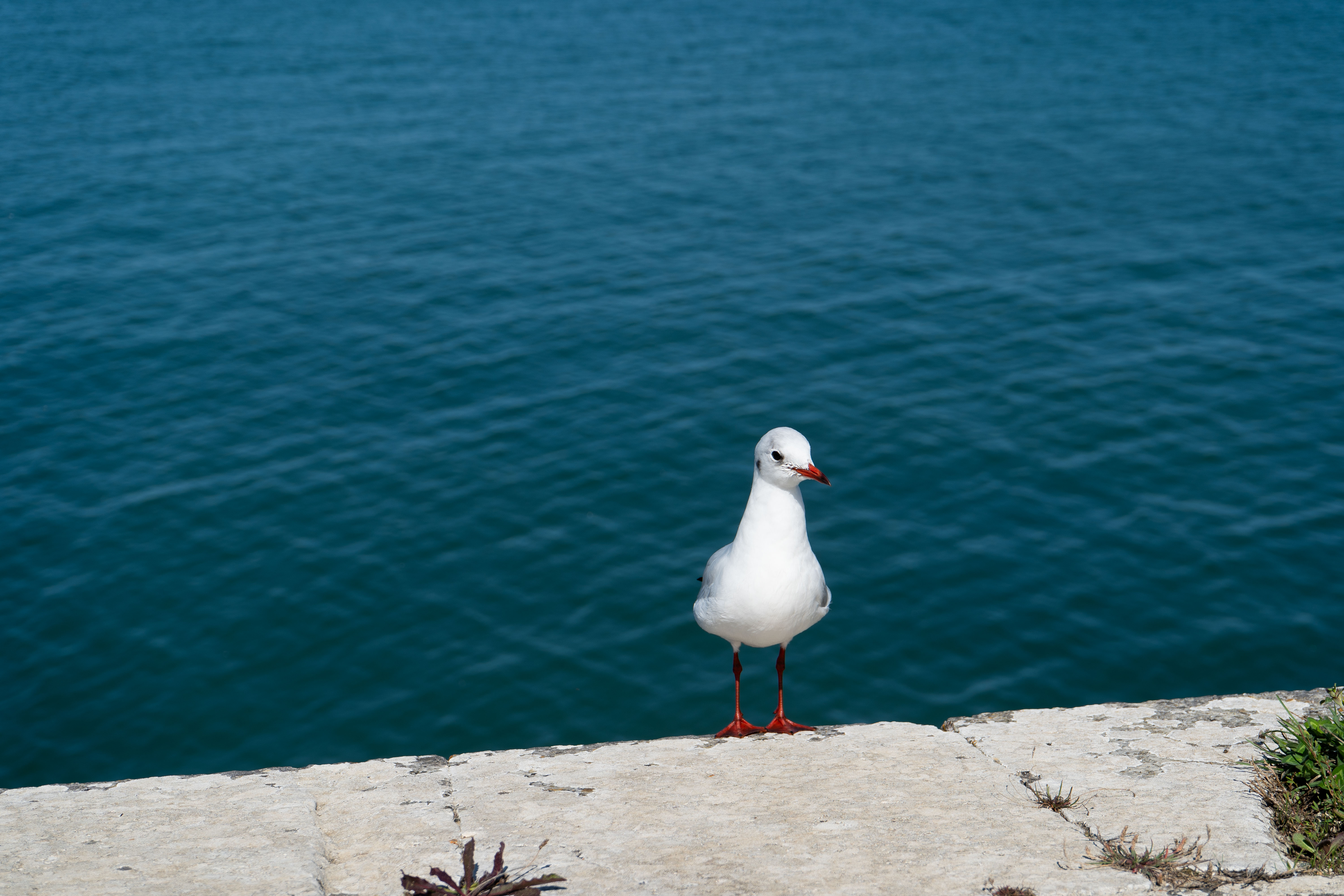 Mouette sur le mur – Saint-Martin-de-Ré, Île de Ré