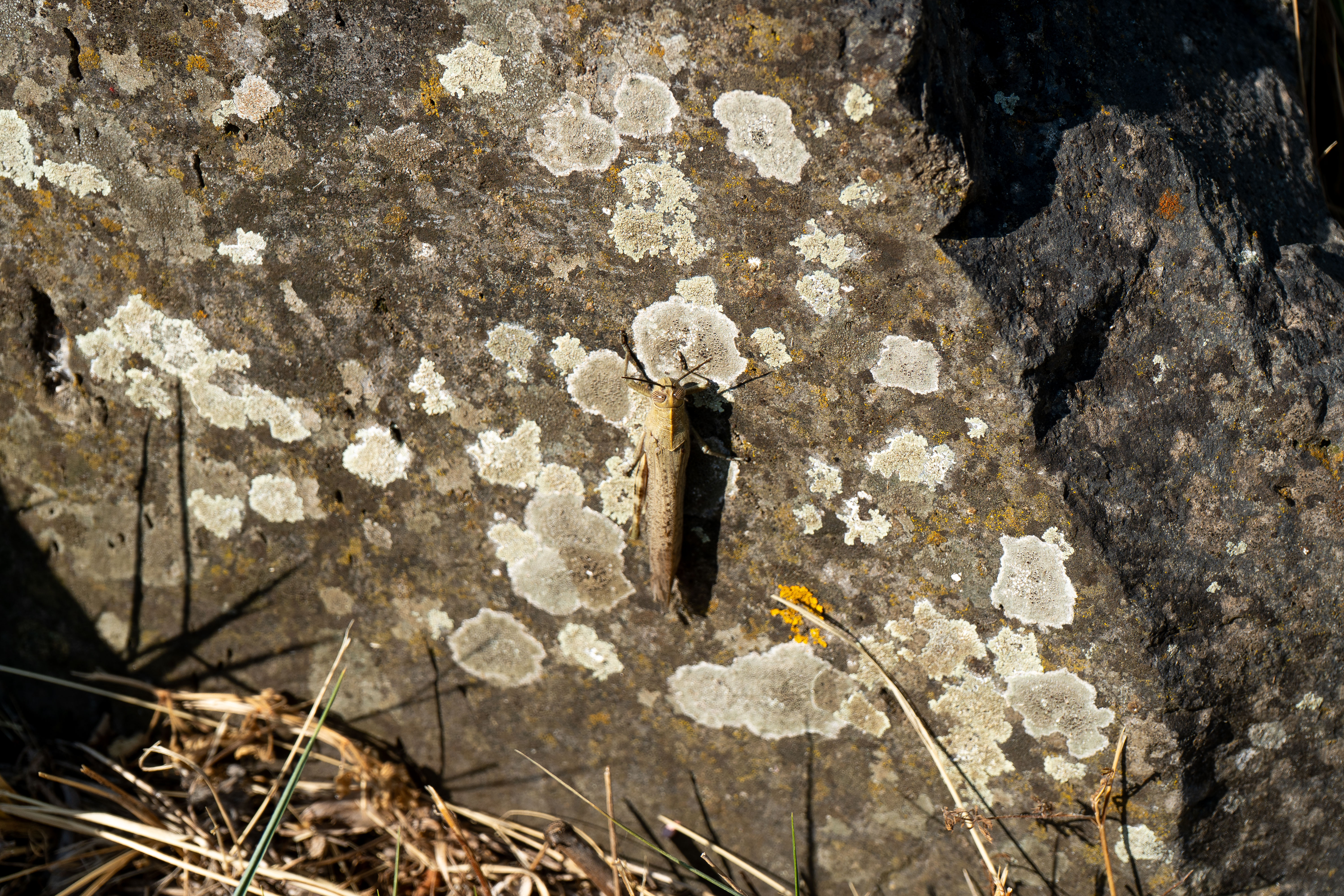 Photo insecte sur une pierre en macro pris à Saint-Guilhem-le Désert1