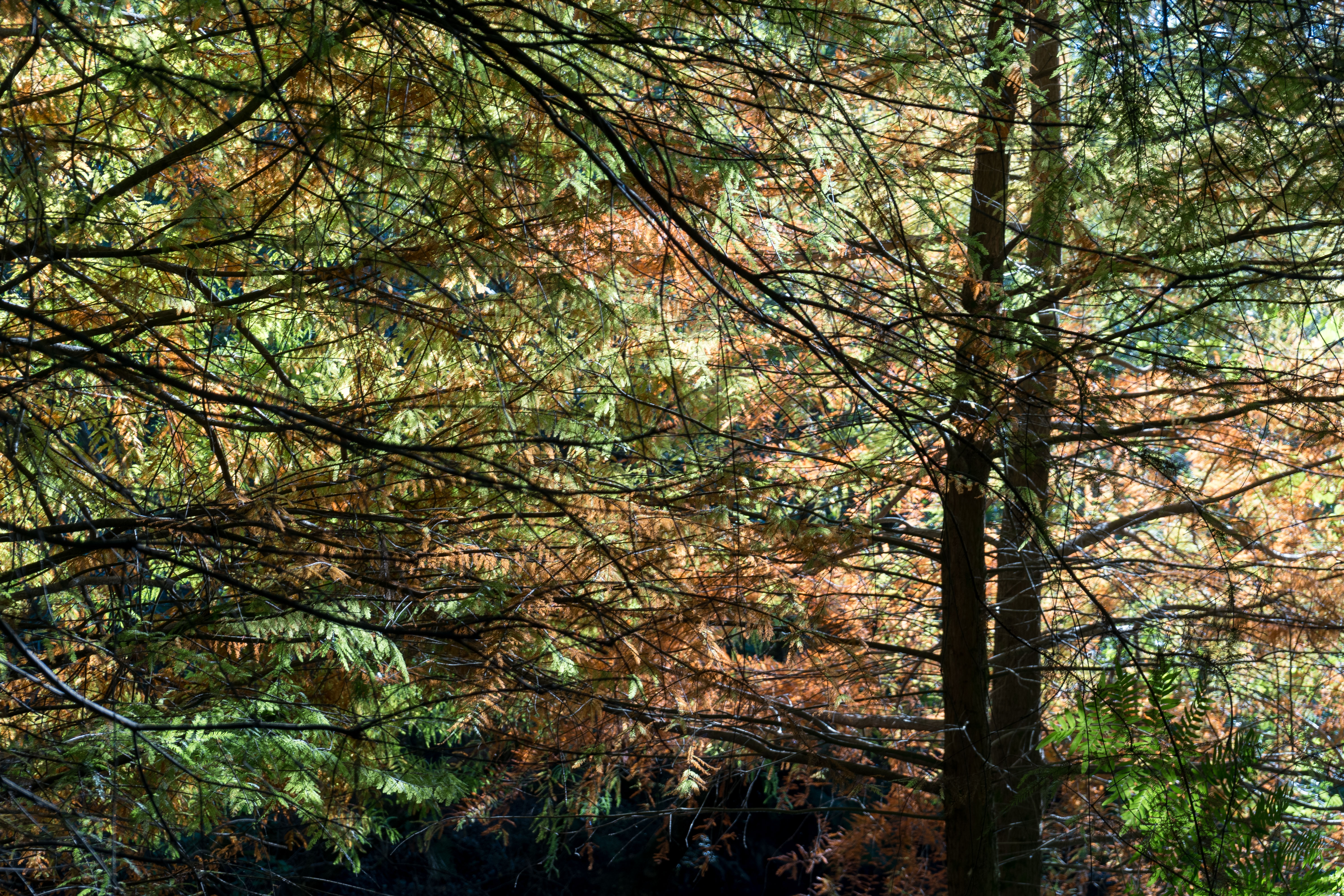 Aiguilles de Pin Multicolores – Balade au Courant d’Huchet