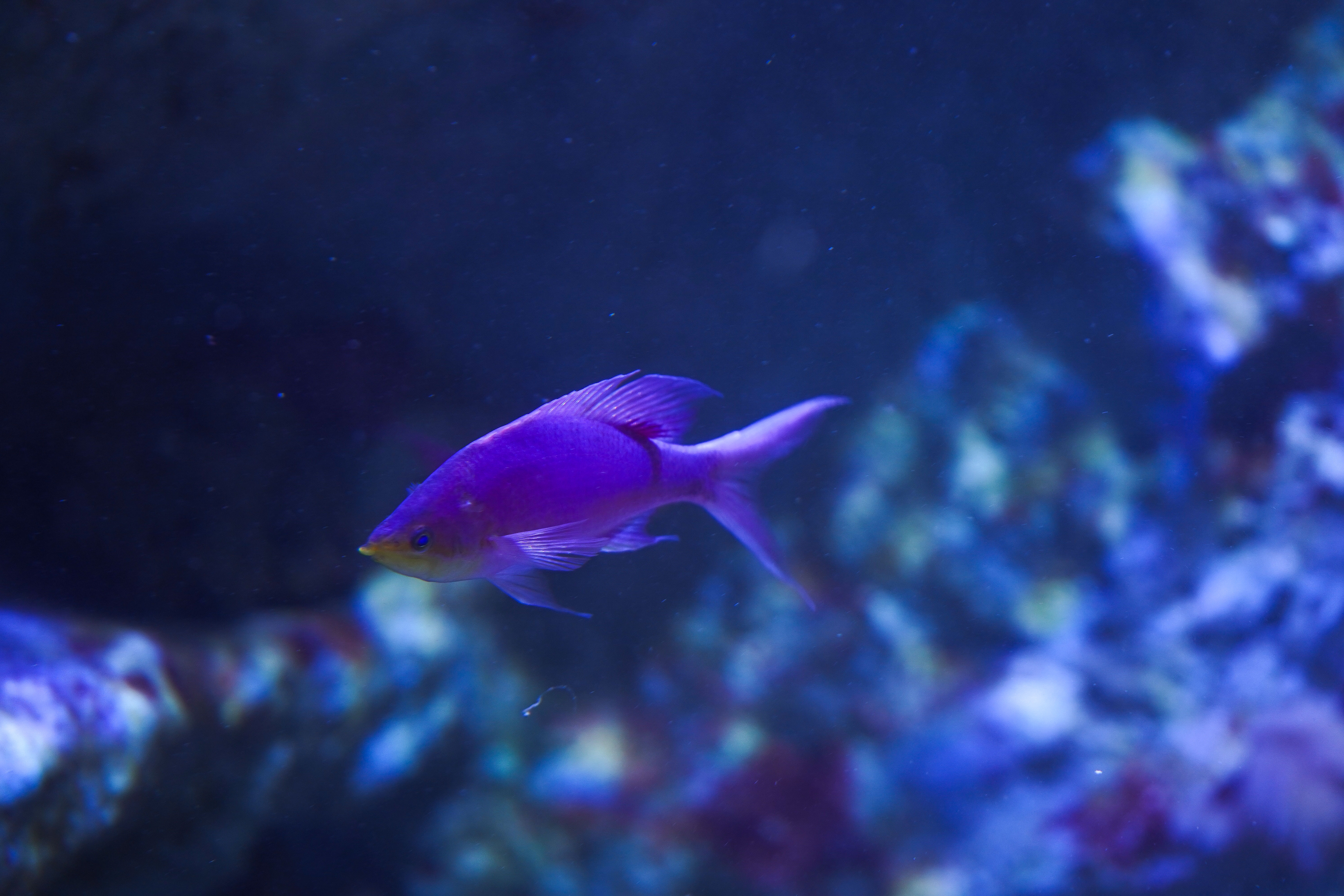 Pseudanthias tuka à travers la lumière