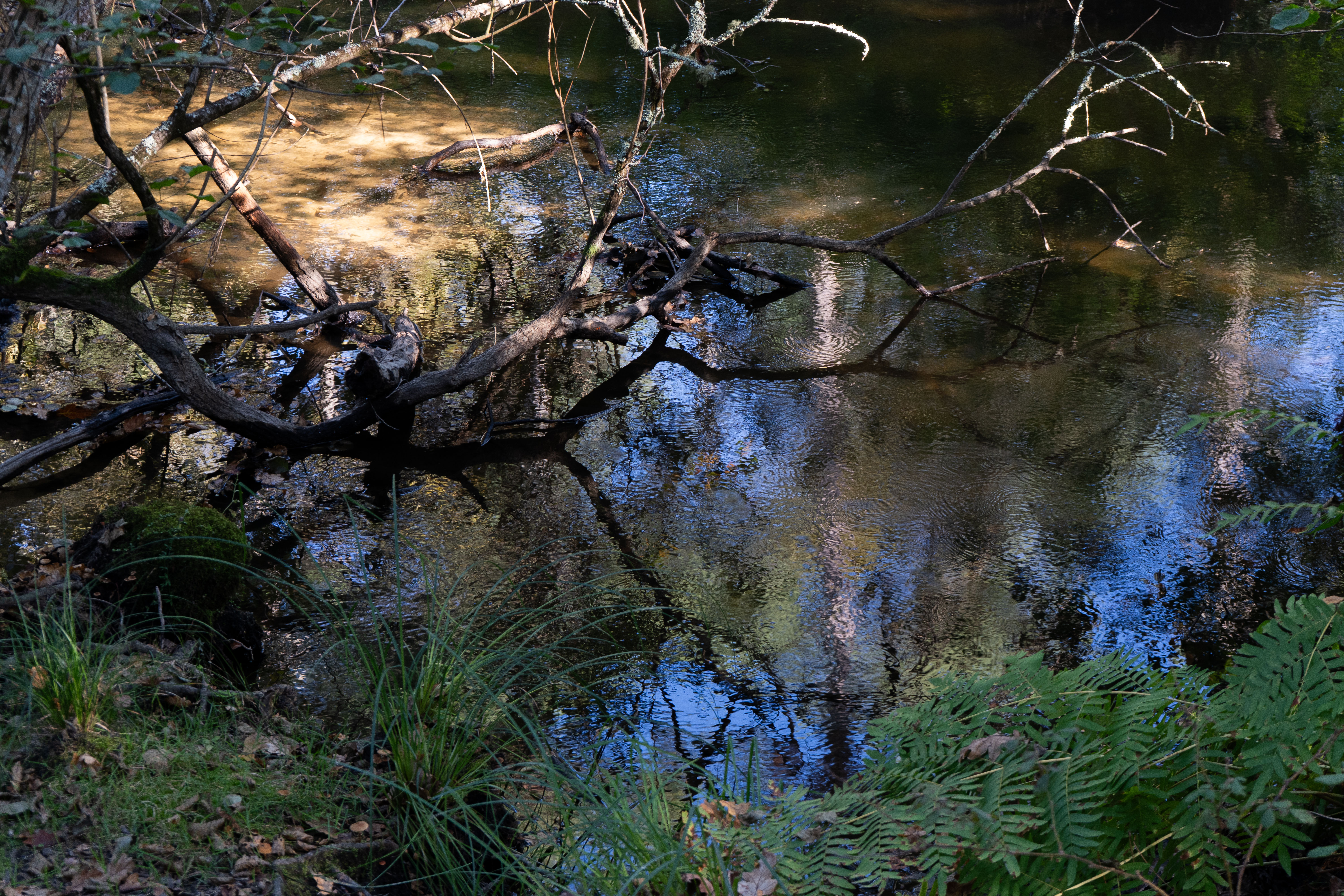 Reflets de Nature sur l’Eau du Courant d’Huchet – Photographie Apaisante