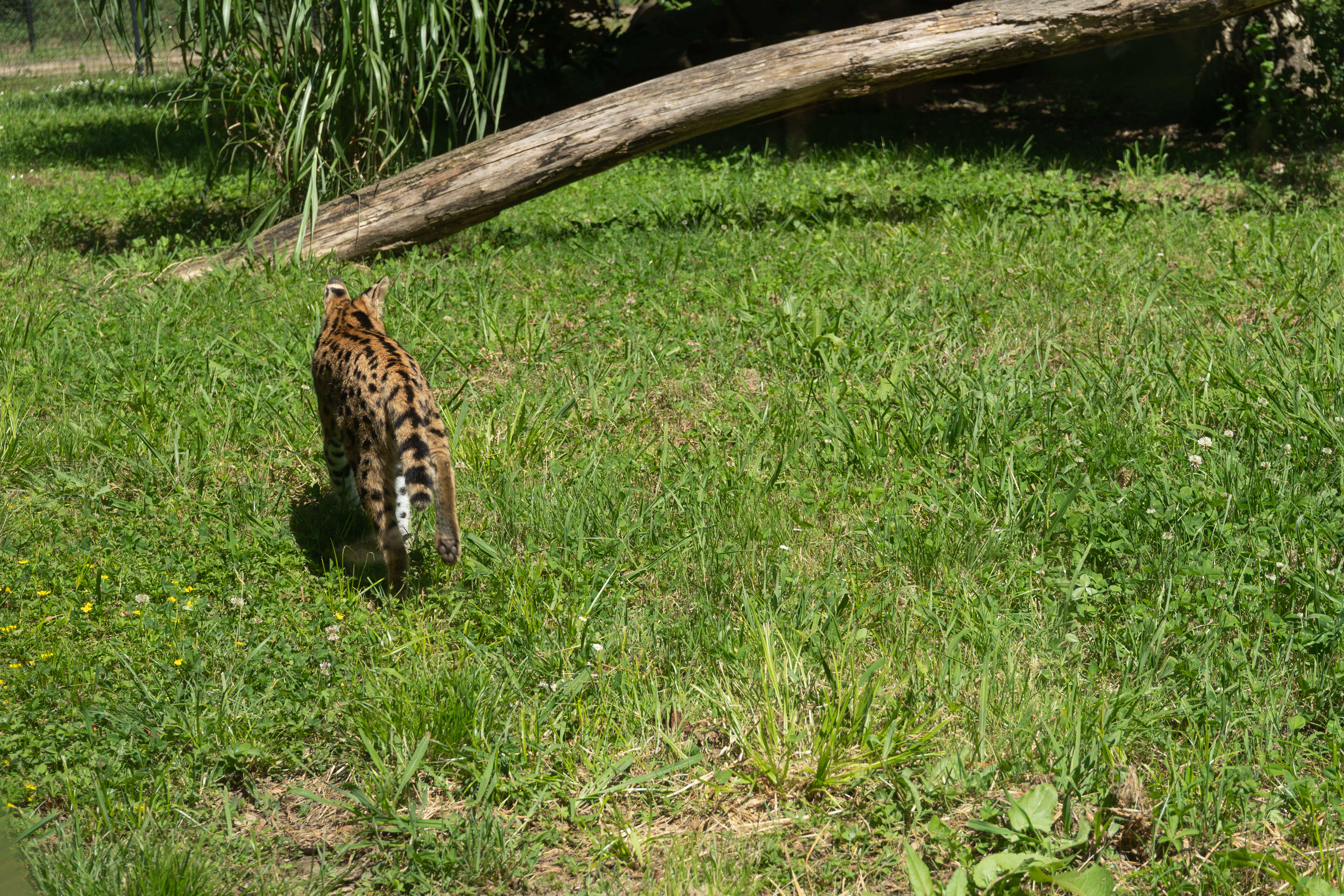 Solitude du Serval