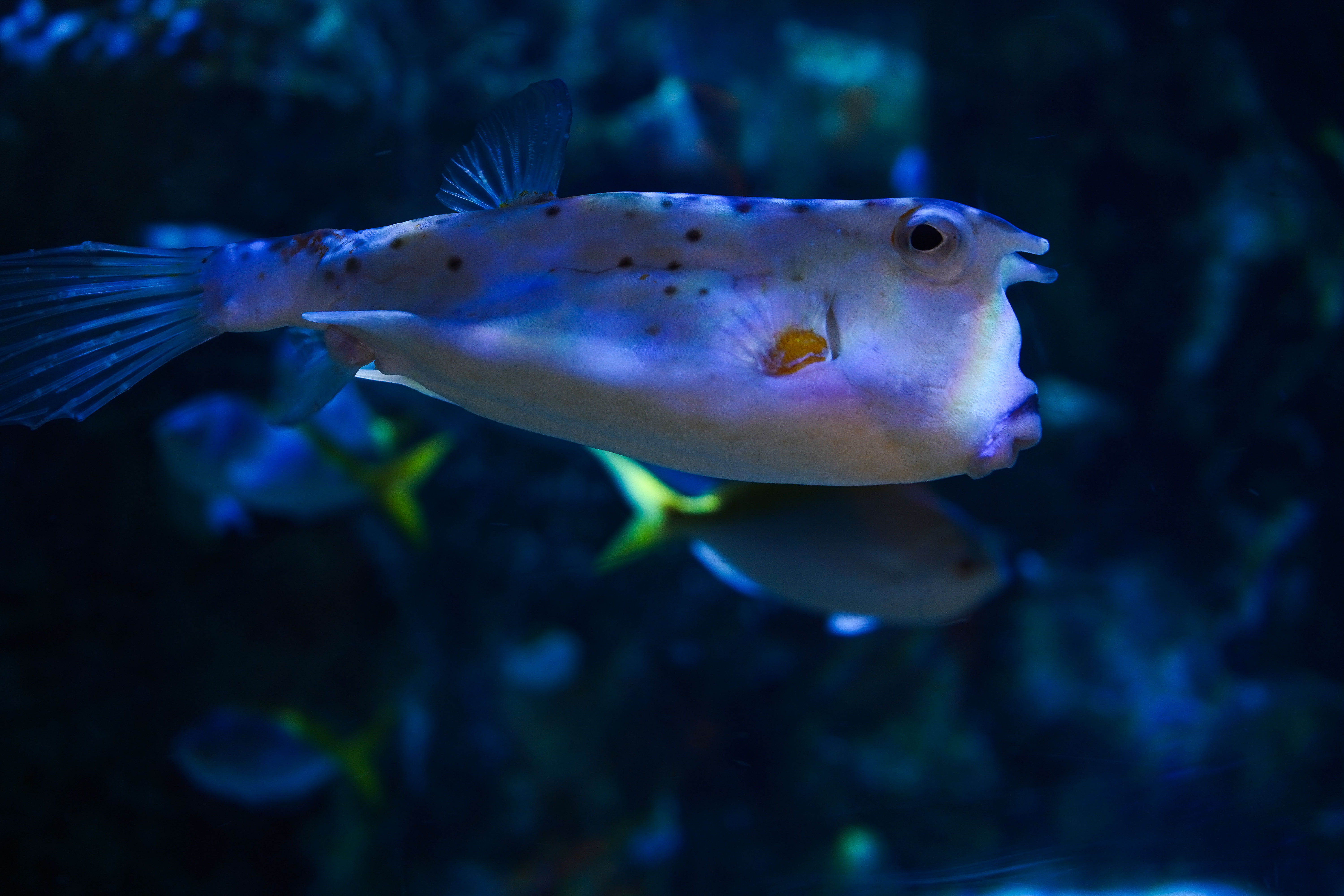 Le Regard Corné – Poisson-vache en macro à travers le verre