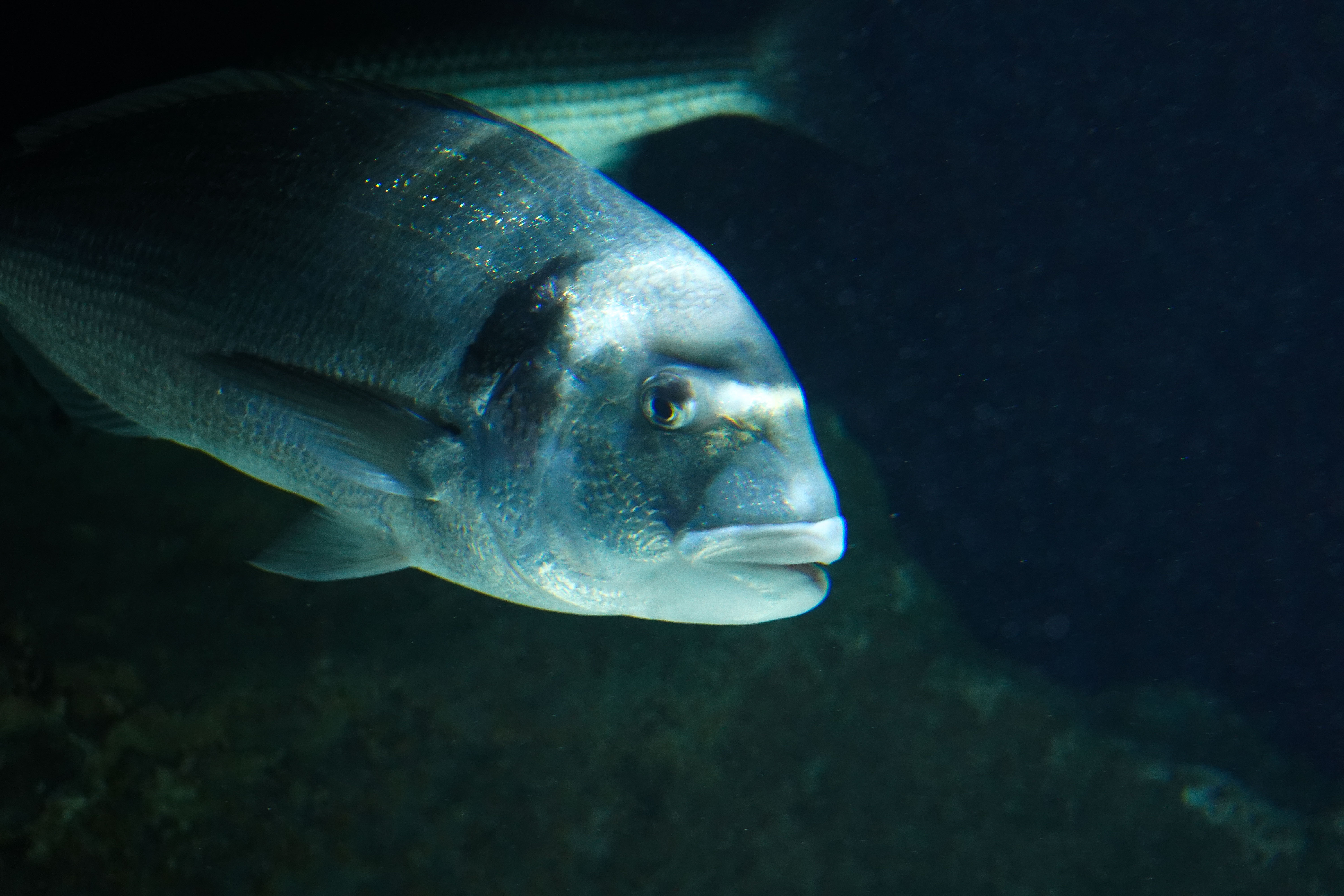 Daurade en mouvement – Photographie marine prise au Seaquarium du Grau-du-Roi