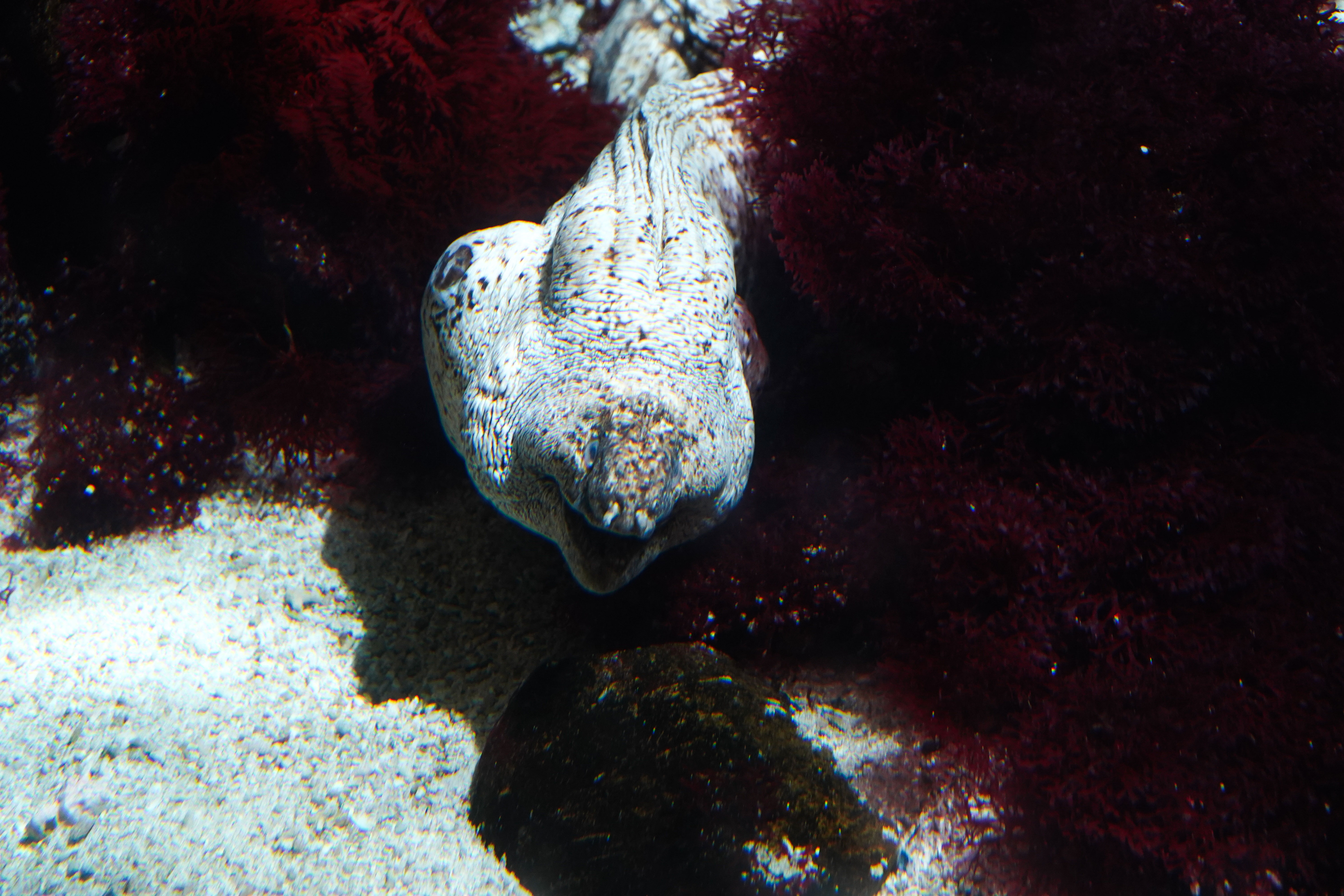 Sourire sous-marin – Photographie d’un poisson malicieux au Seaquarium du Grau-du-Roi