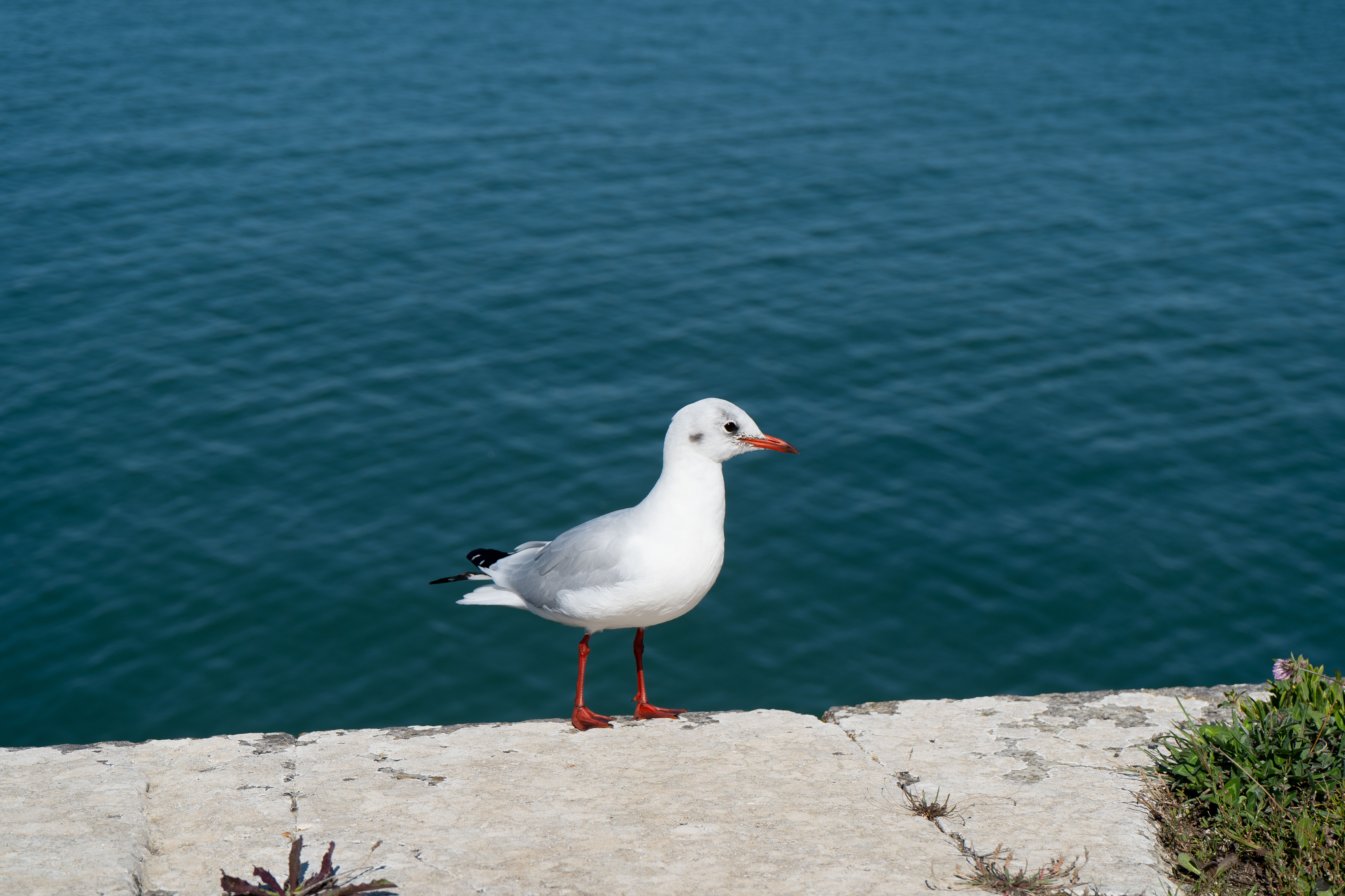 Mouette sur un rebord face à la mer – Saint-Martin-de-Ré, Île de Ré