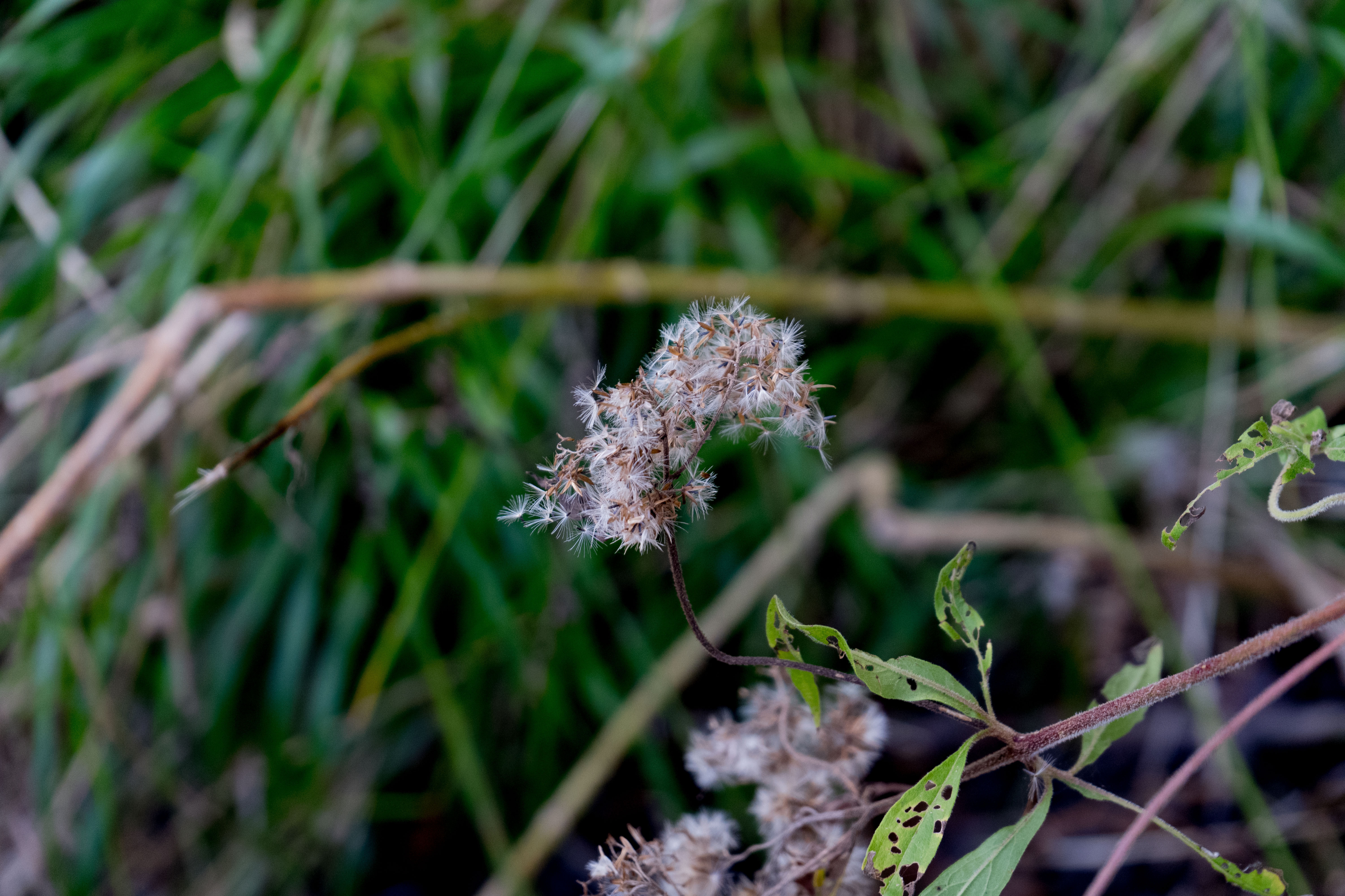 Branche de Roldana Patasitis en Macro – Élégance Botanique sur Fond Vert