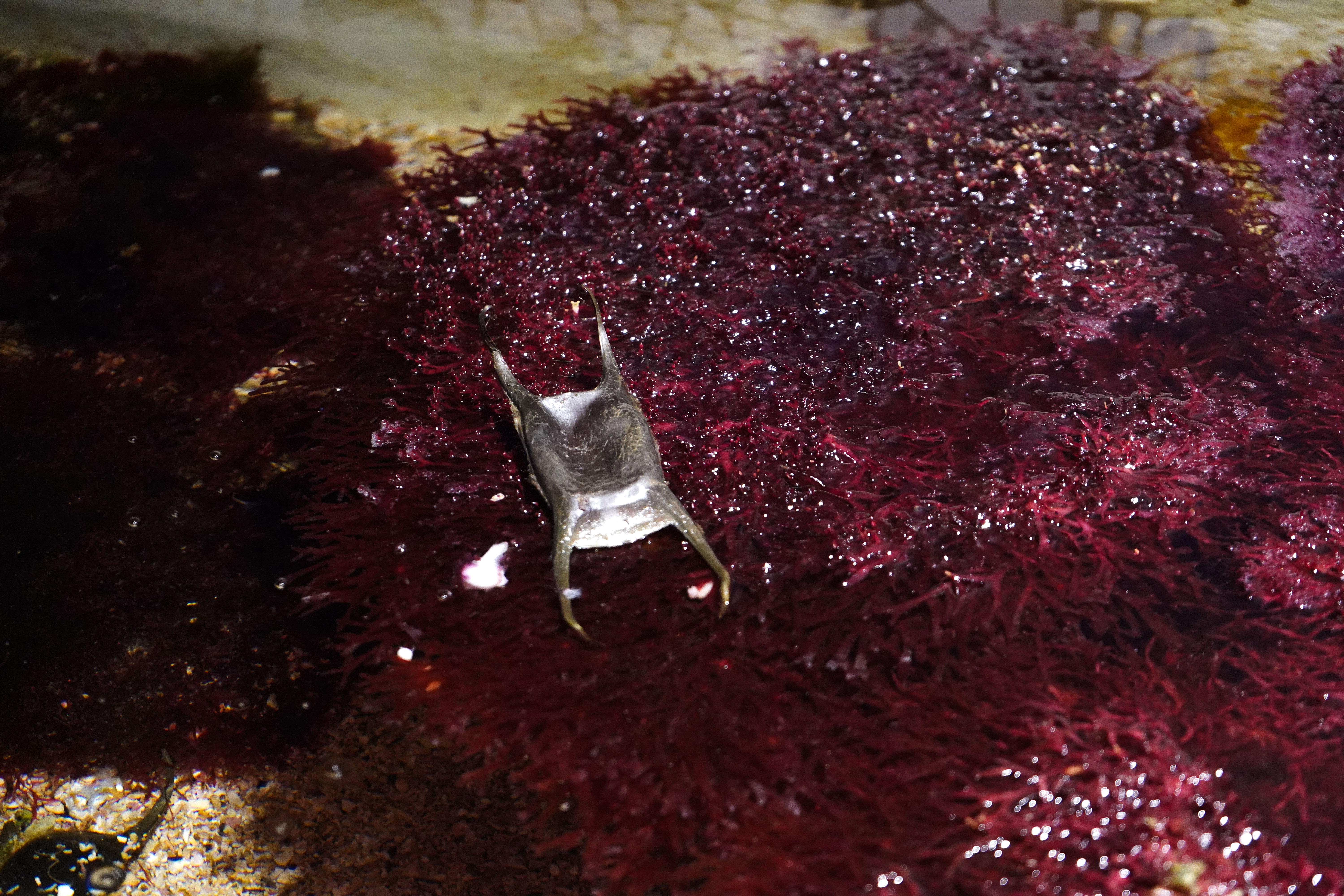 "Naissance marine" – Photographie macro d’une capsule de raie sur algues rouges