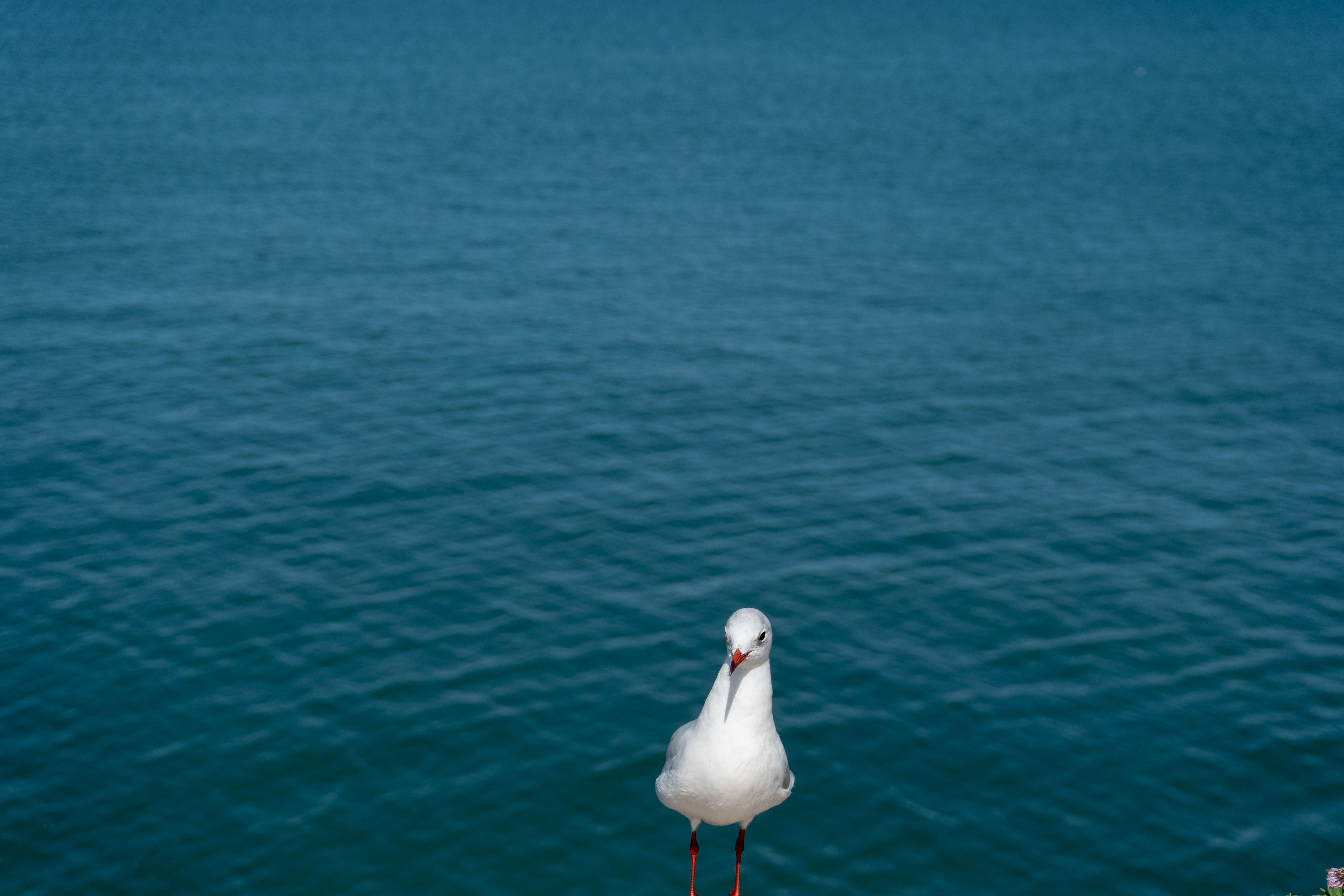 Équilibre marin – Mouette sur mur, illusion d’eau