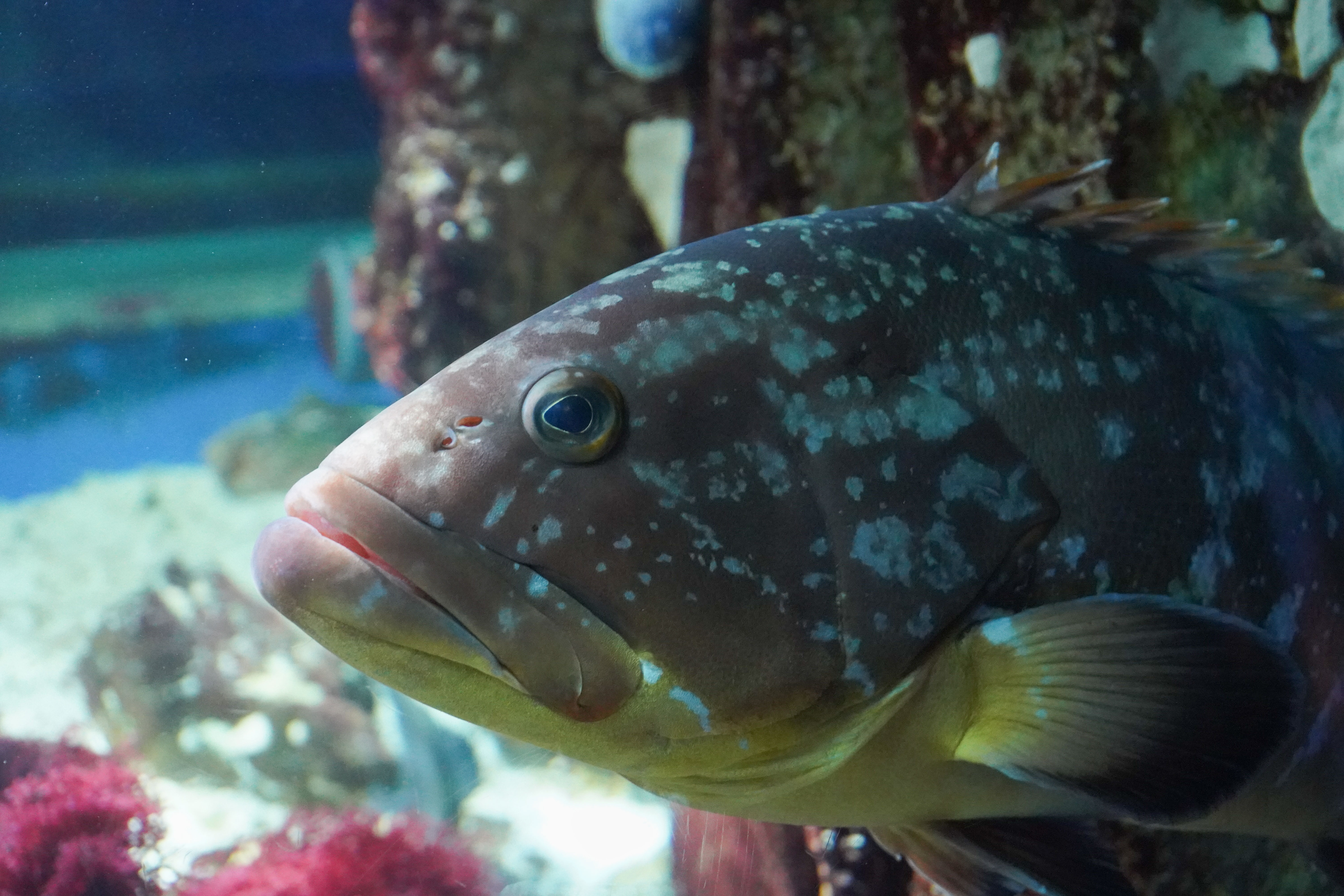 Portrait de Mérou – Seaquarium du Grau-du-Roi