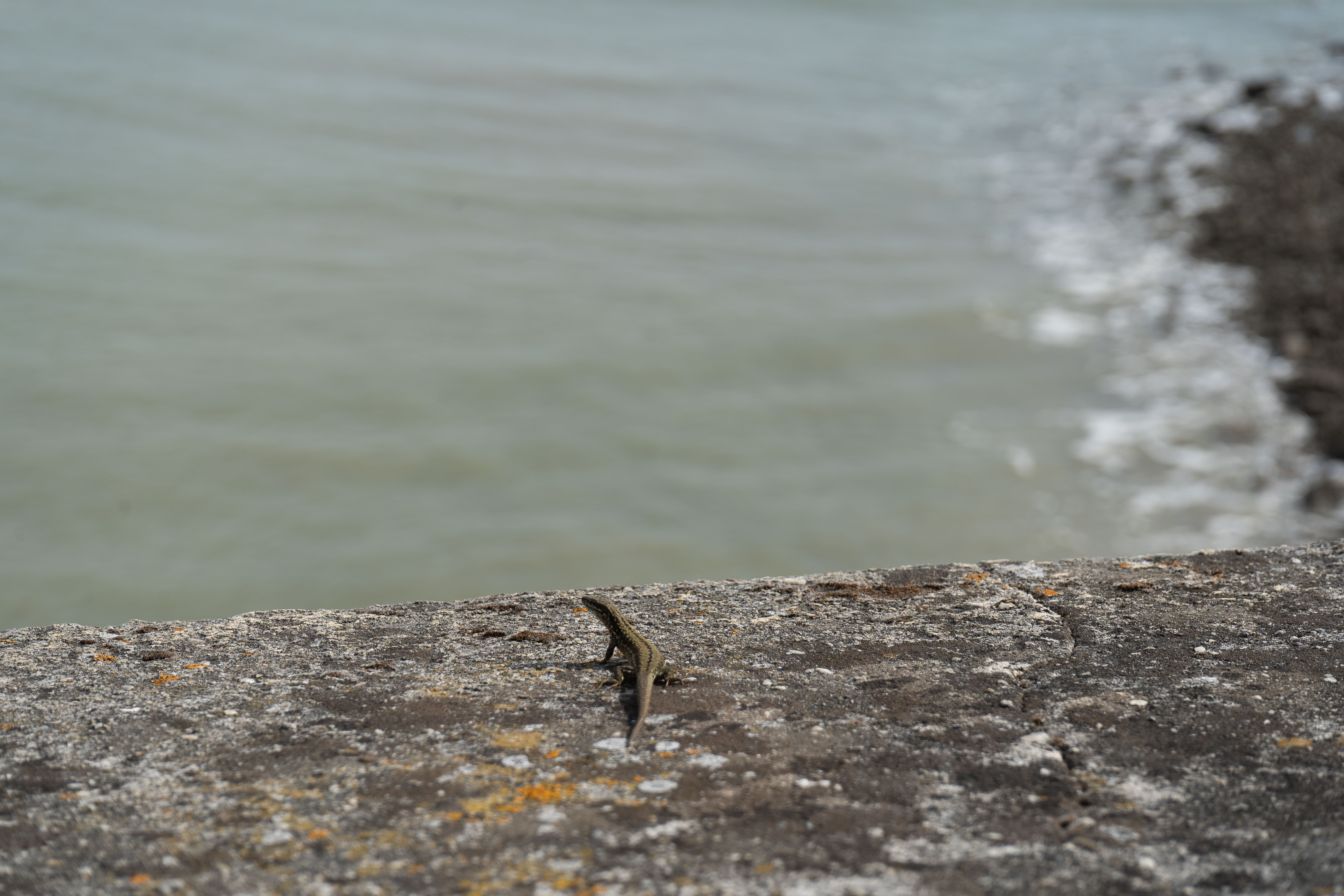 Lézard au soleil – Vue latérale au Port des Minimes, La Rochelle