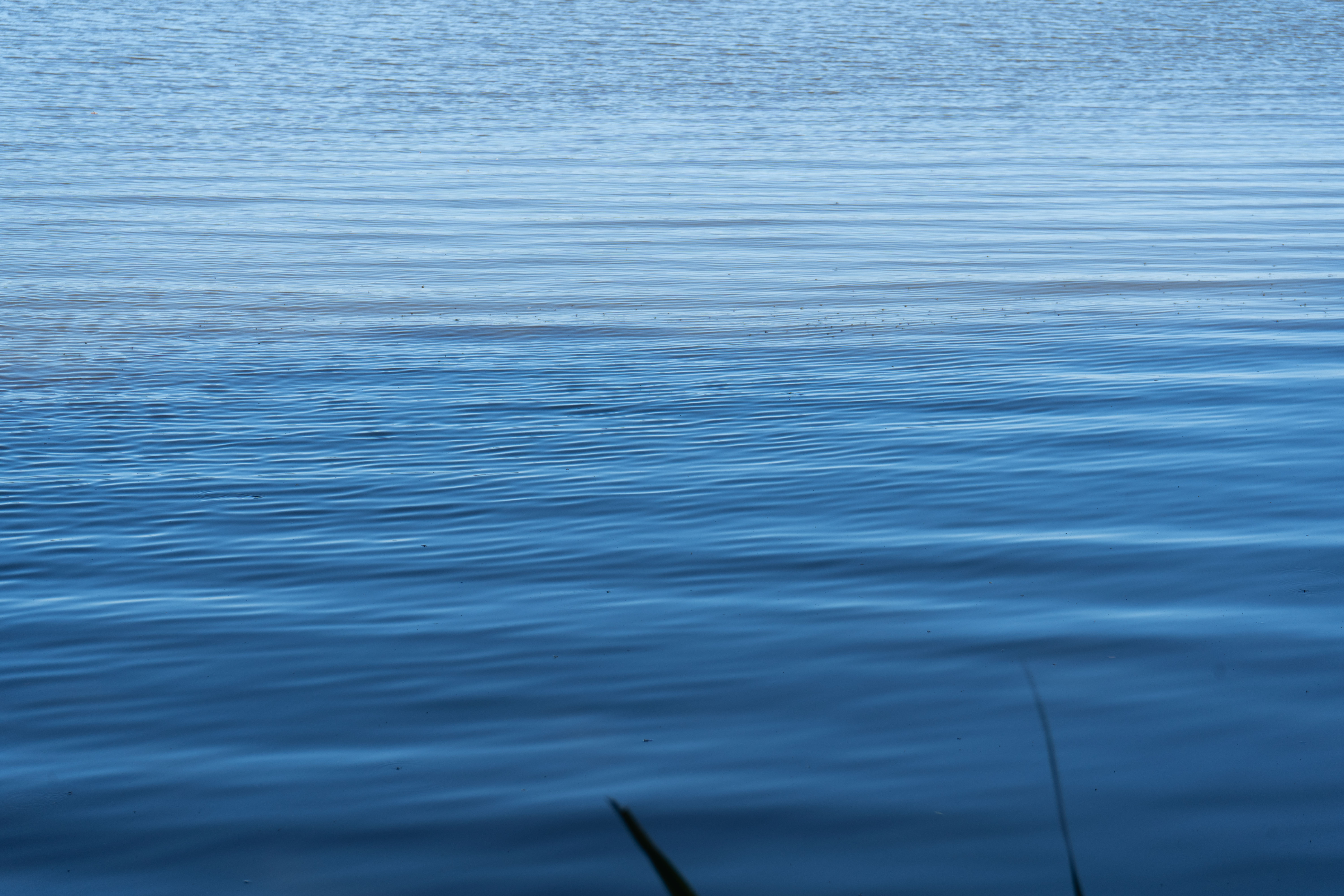 Murmures du lac de Soustons