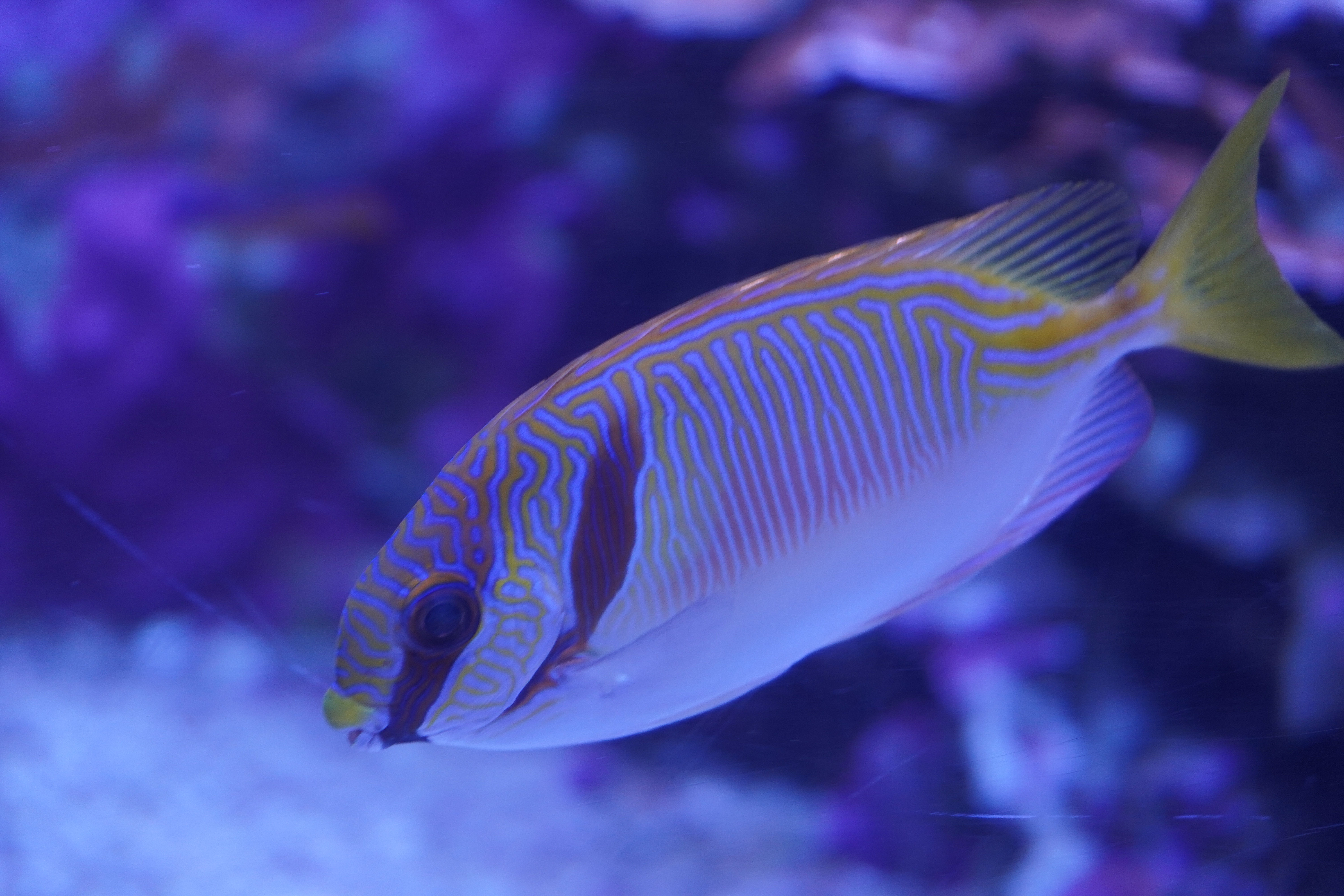 "Rayures Sauvages" – Photographie macro d’un Siganus doliatus