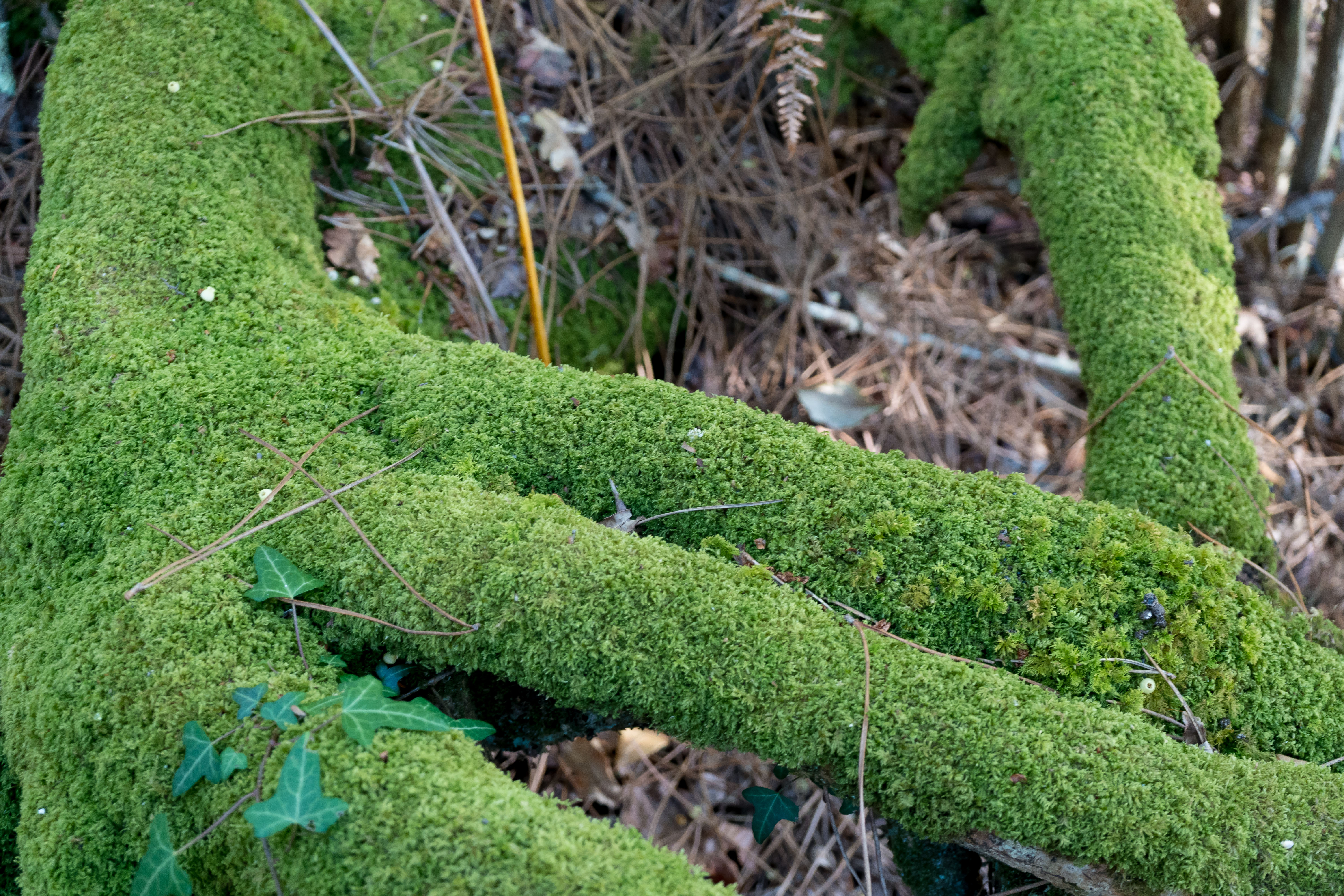 La Main de la Forêt – Racine Moussue du Courant d’Huchet