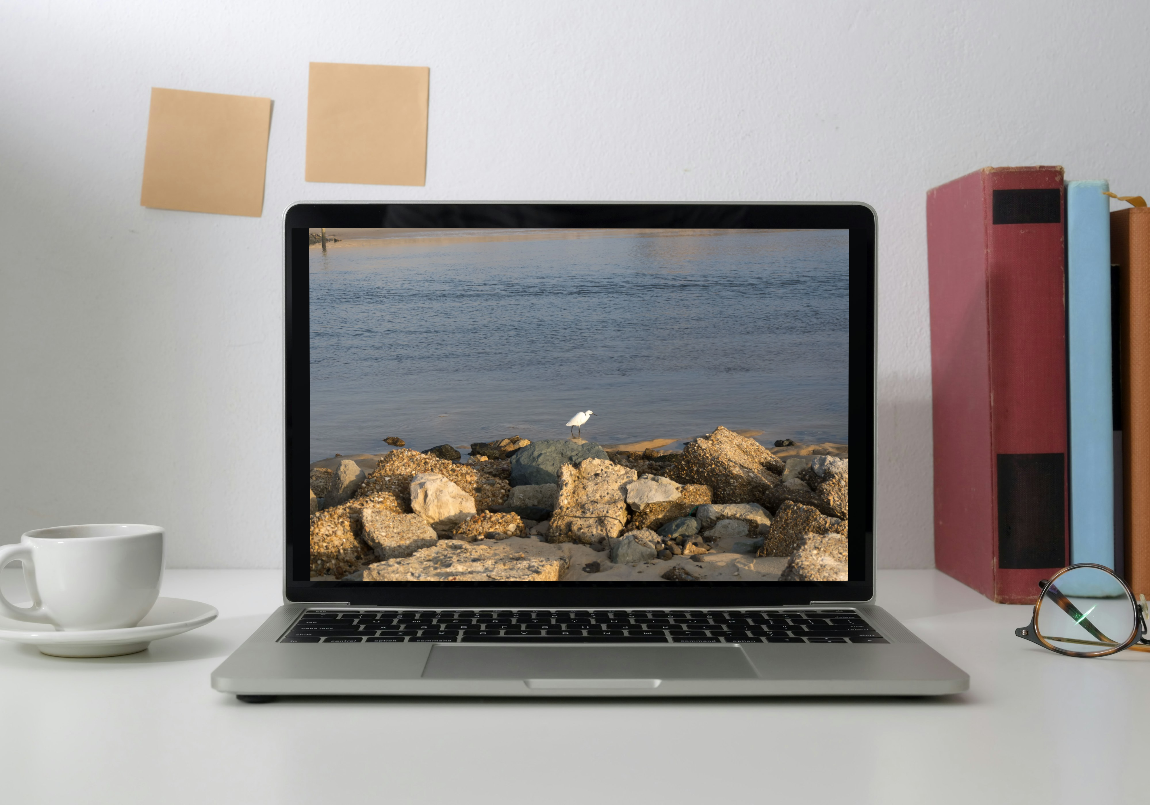 Photo d’art – Aigrette en gros plan sur rochers à Vieux Boucau