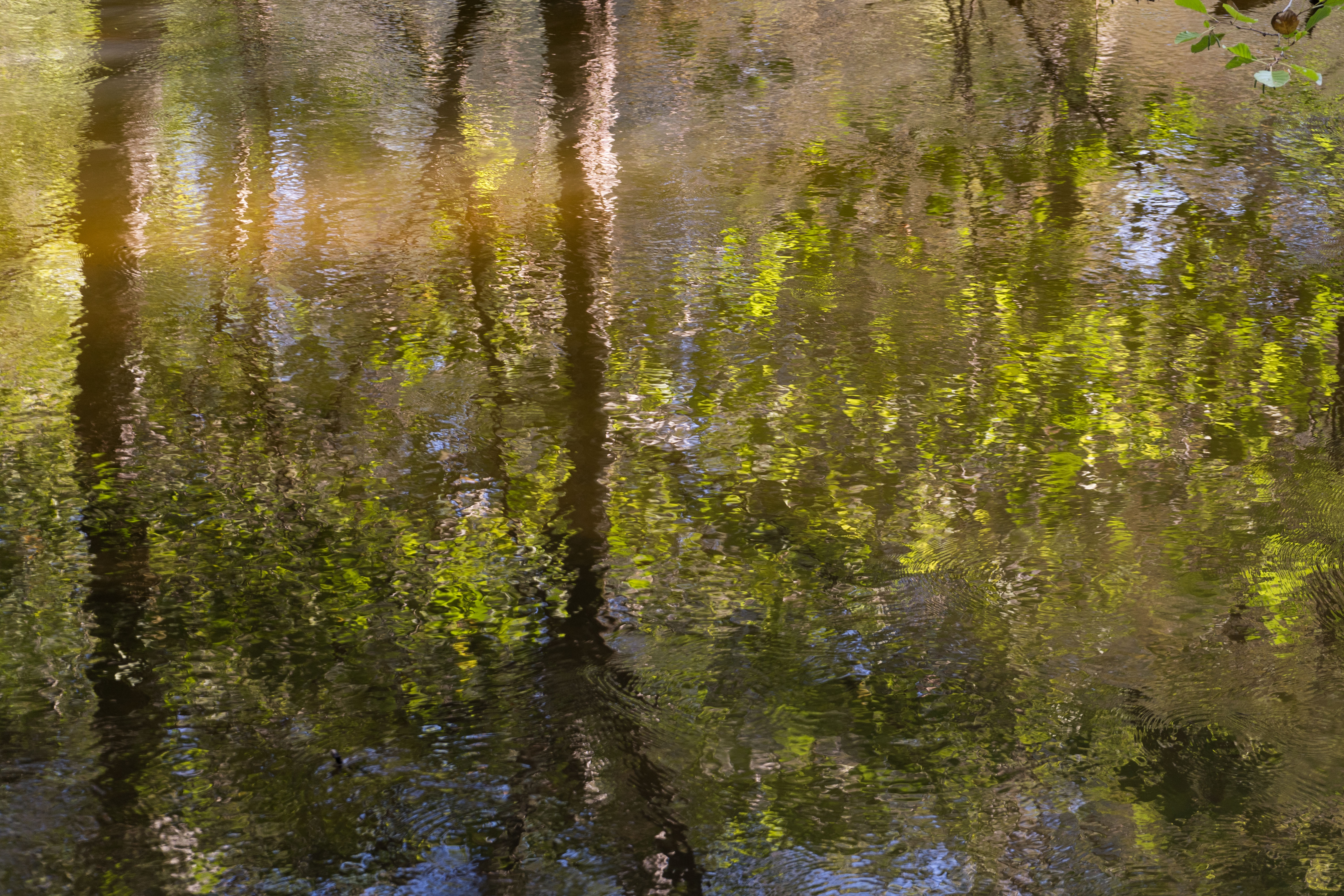 Reflets Forestiers – Courant d’Huchet, Landes
