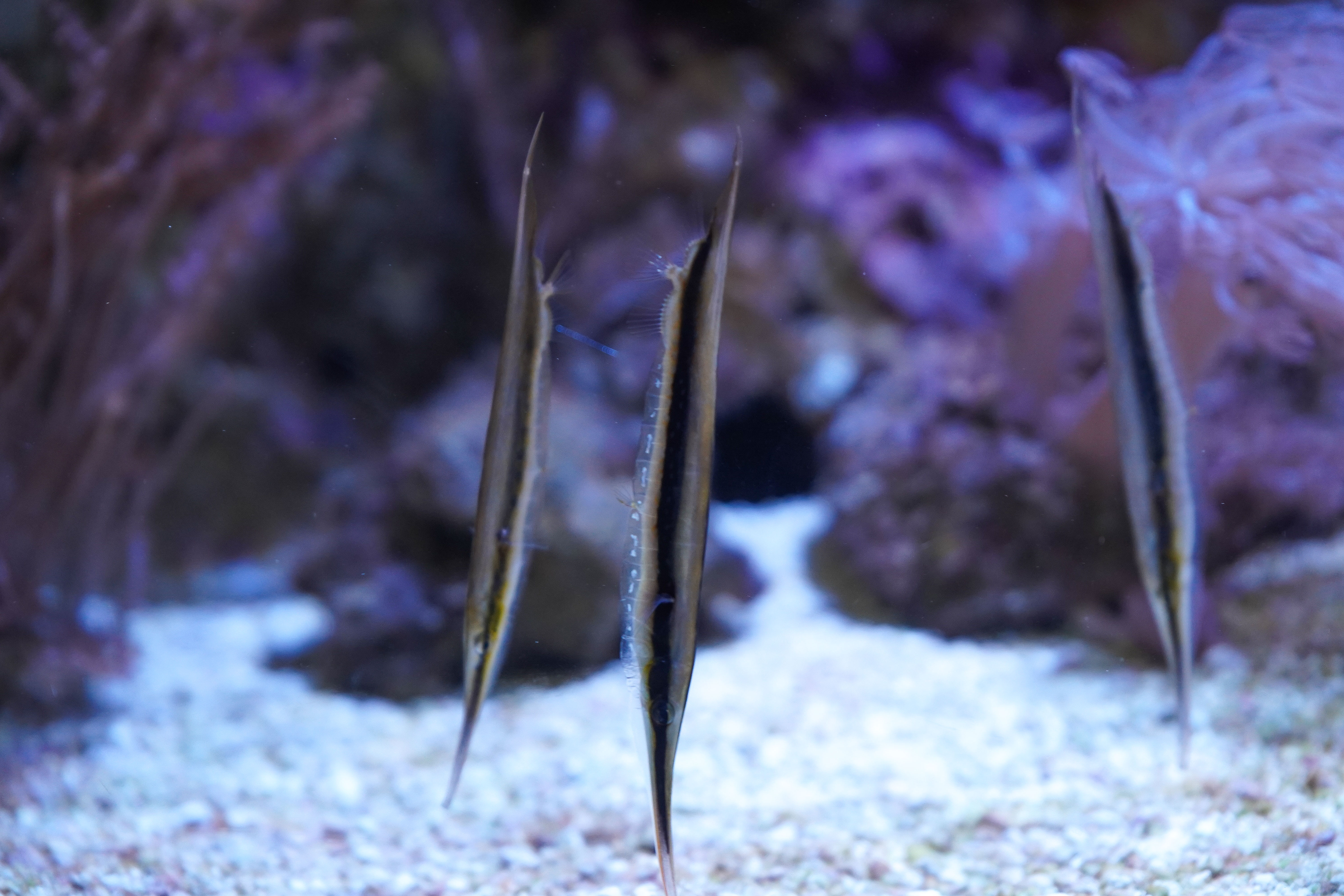 Photo Macro – Trio de poissons-couteaux