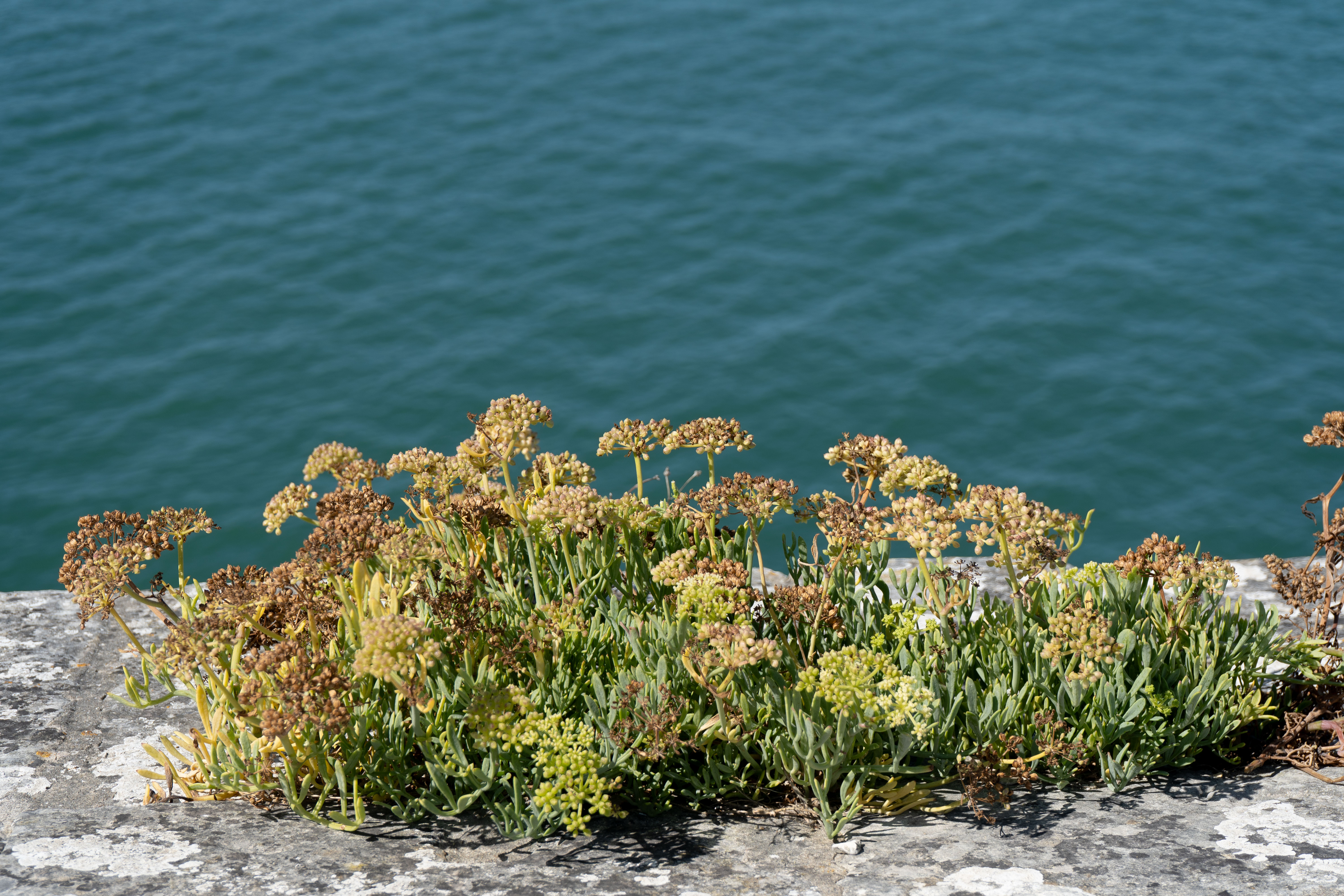 Criste marine sur un mur de bord de mer – Saint-Martin-de-Ré, Île de Ré