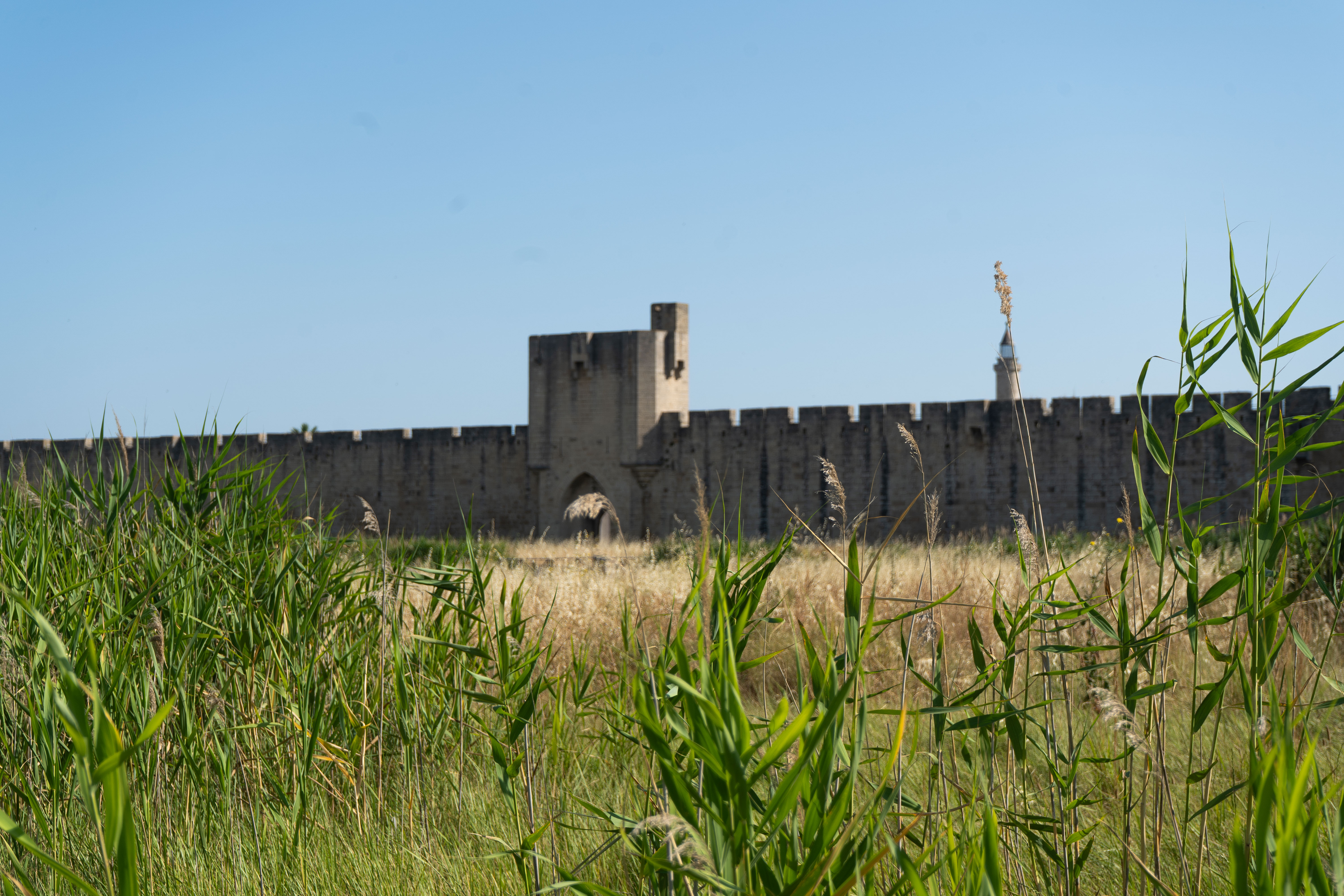 Photo végétations aux portes d'Aigues Mortes