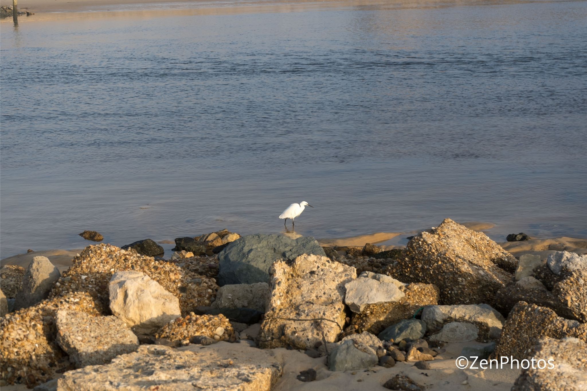 Photo d’art – Aigrette en gros plan sur rochers à Vieux Boucau