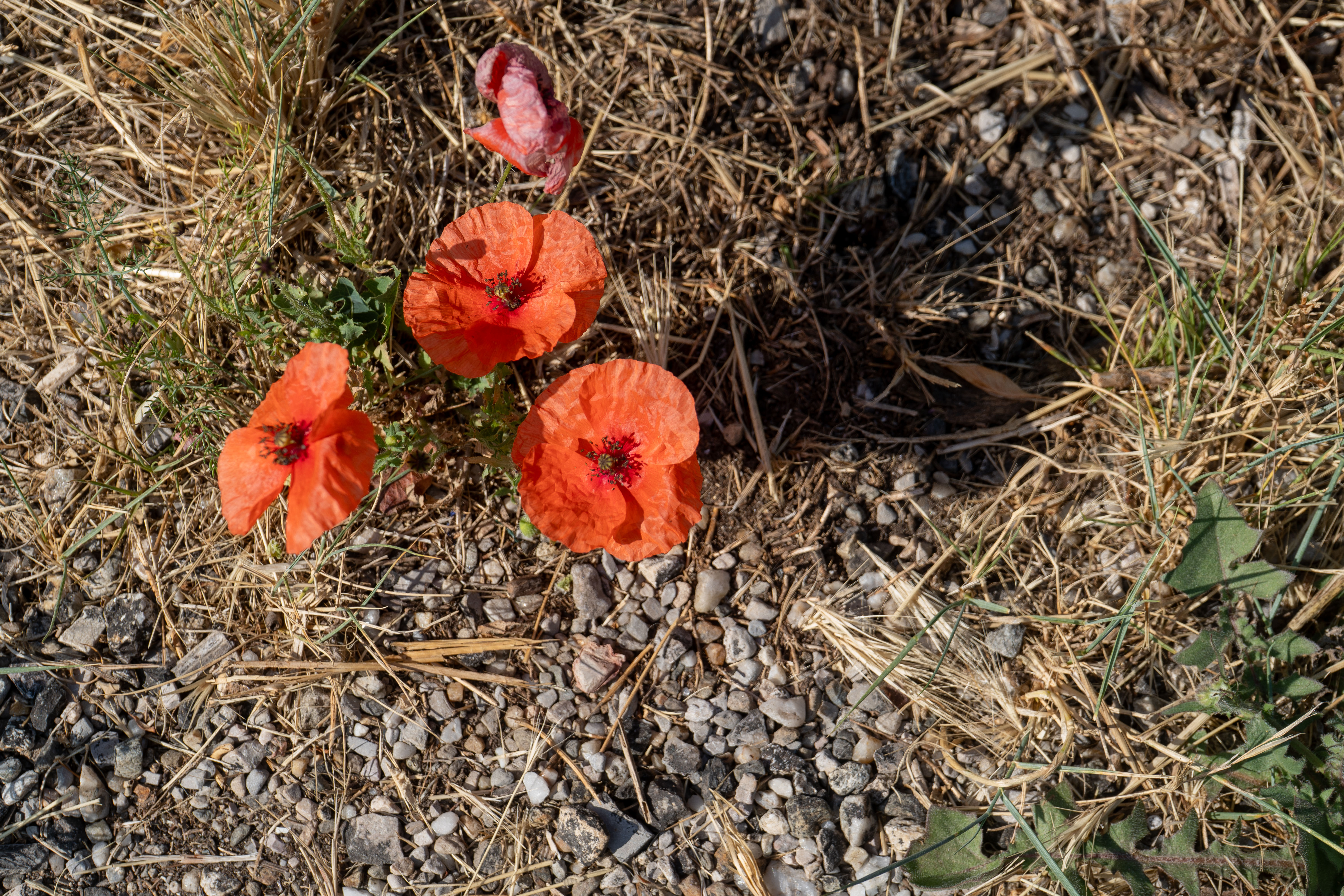 Photo coquelicots en macro pris à Saint-Guilhem-le Désert