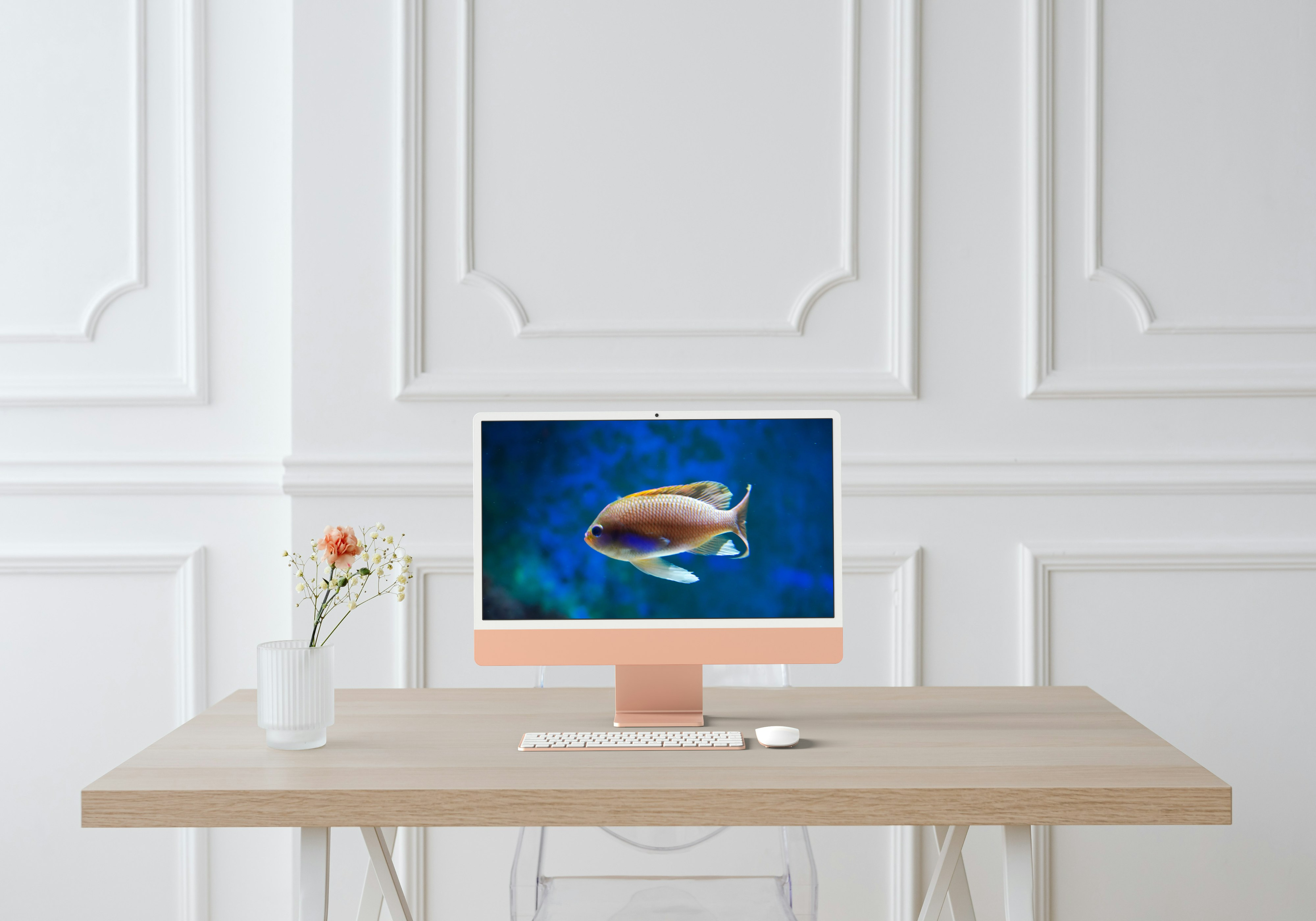 Chromis en Plongée – Instant Marin au Seaquarium du Grau-du-Roi1