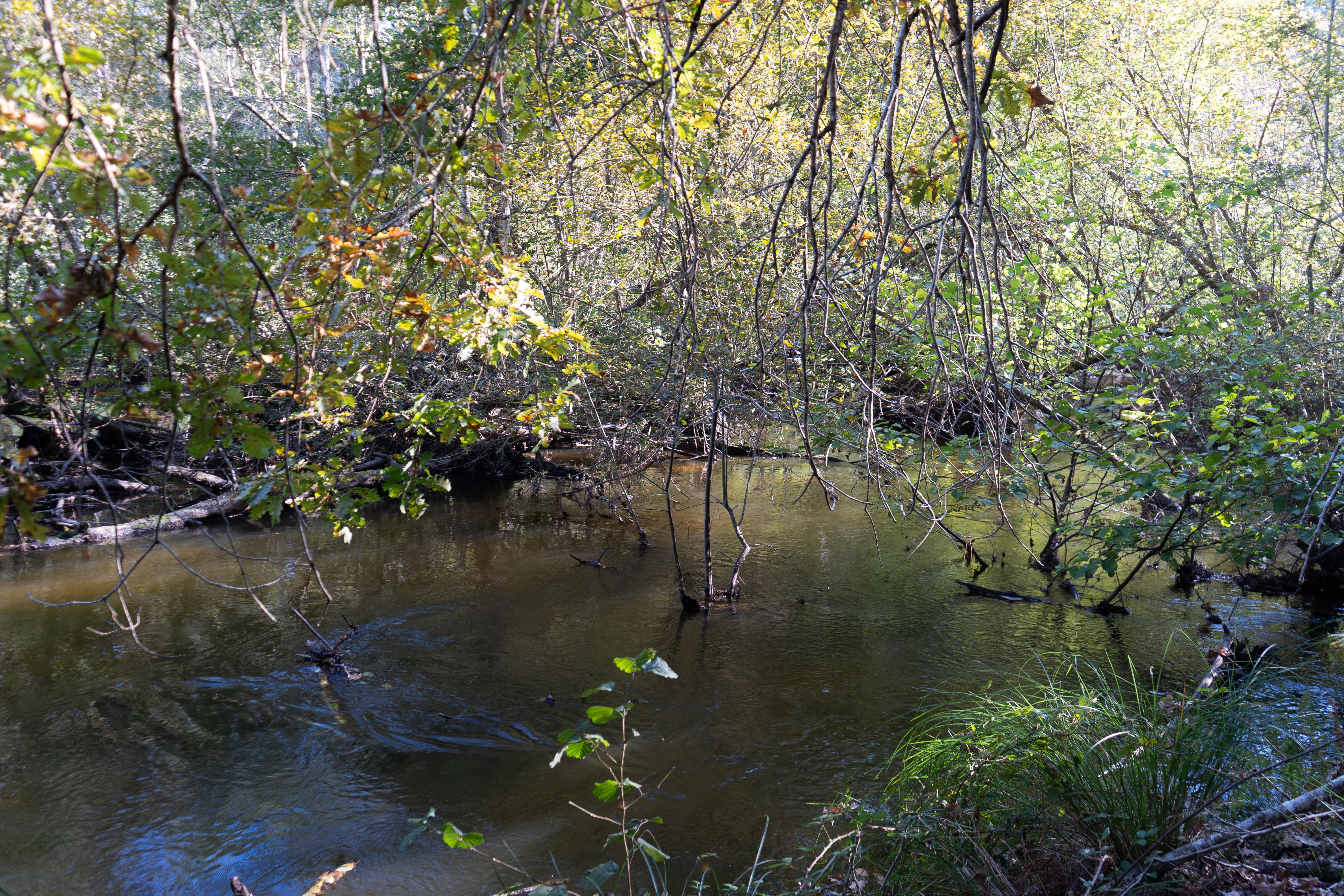 Cadre d’Eau du Courant d’Huchet – Photographie Nature Apaisante