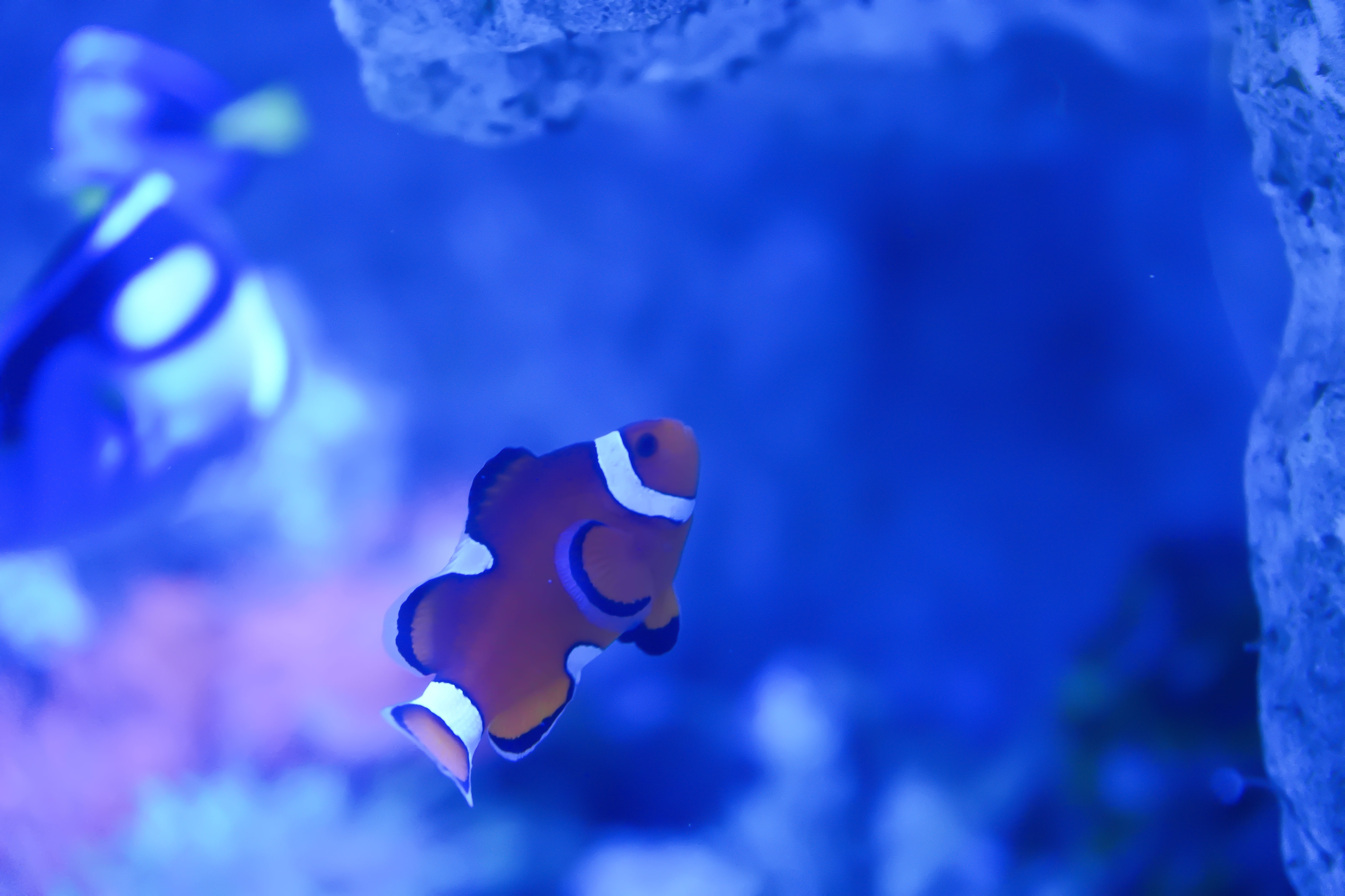 Pris à travers la vitre du Seaquarium du Grau-du-Roi1