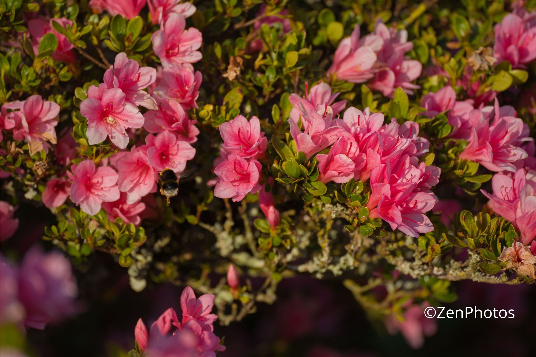 Bourdon en plein vol sur azalée rose – Photo macro nature élégante