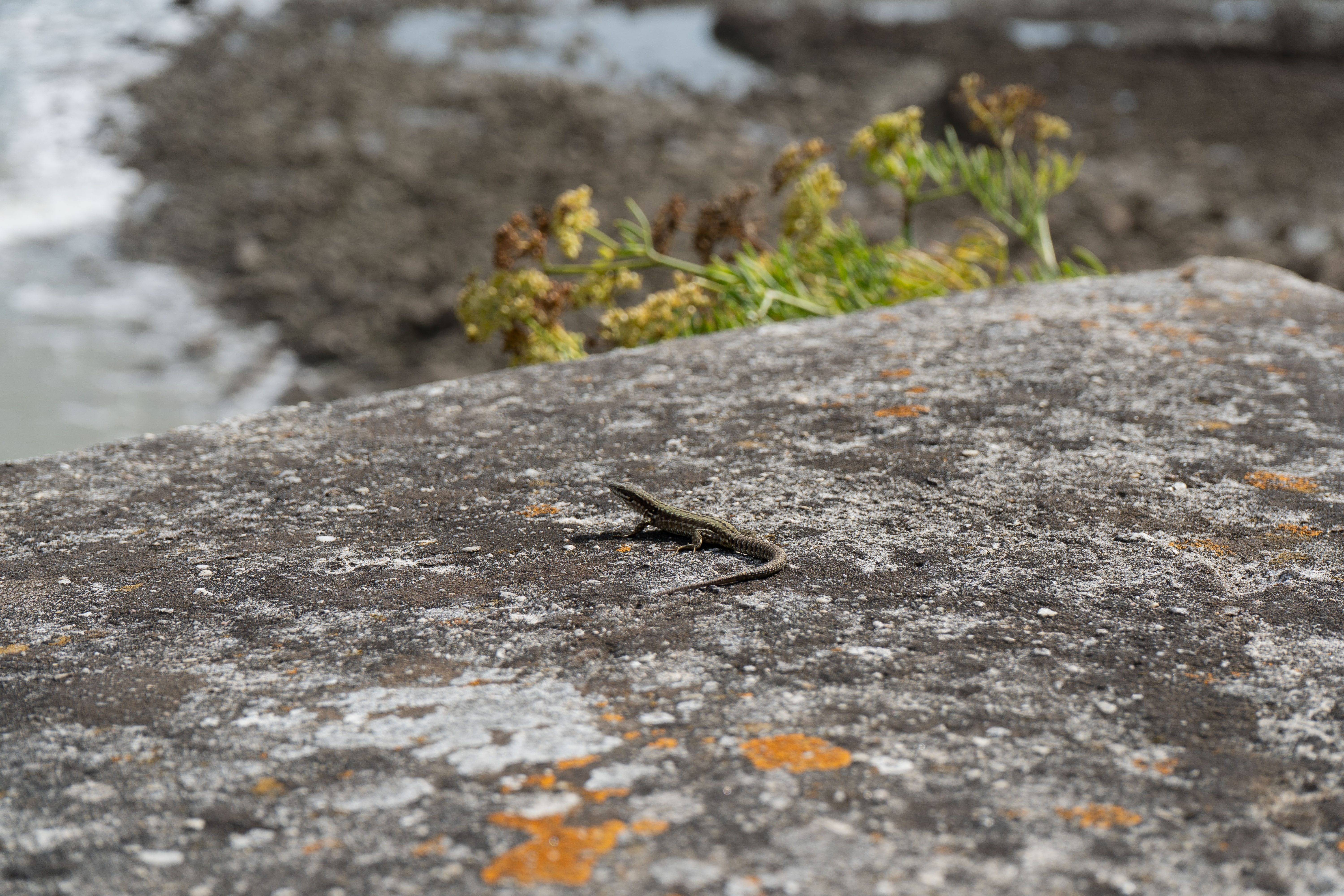 Lézard face à l’océan – Port des Minimes, La Rochelle
