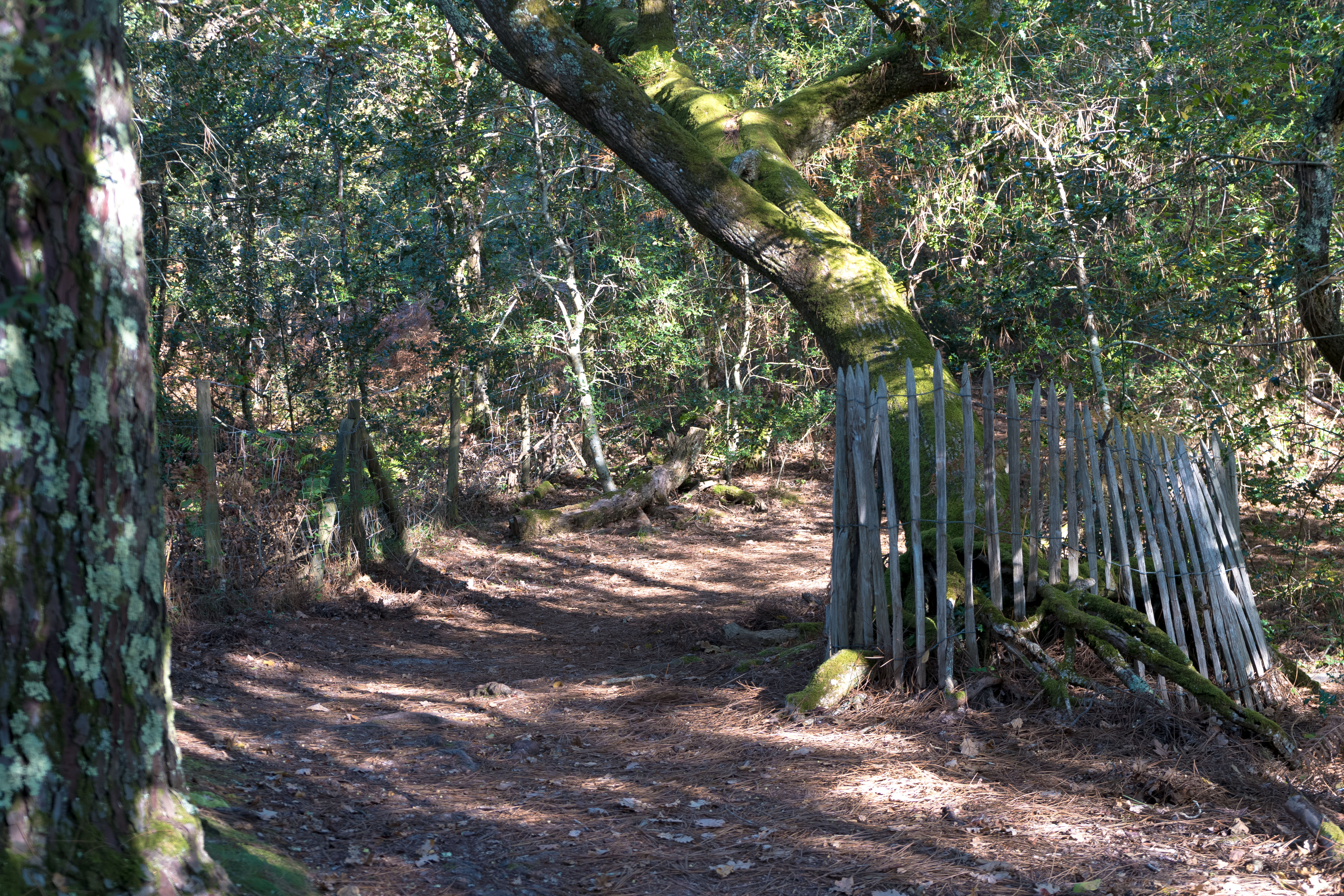 La Main de la Nature – Racine d’arbre en forme de main