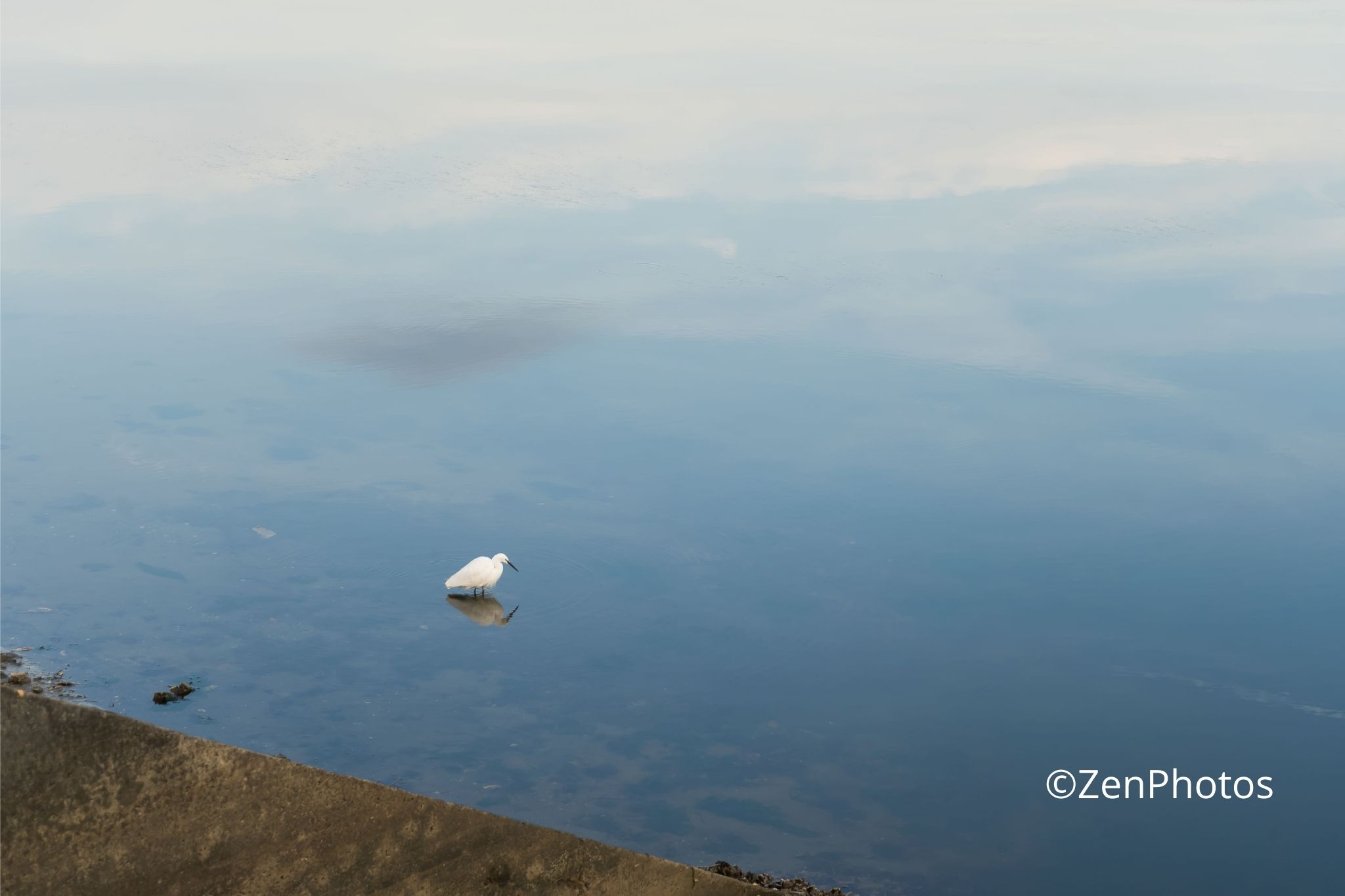 Aigrette abstraite en macro – Photographie artistique minimaliste