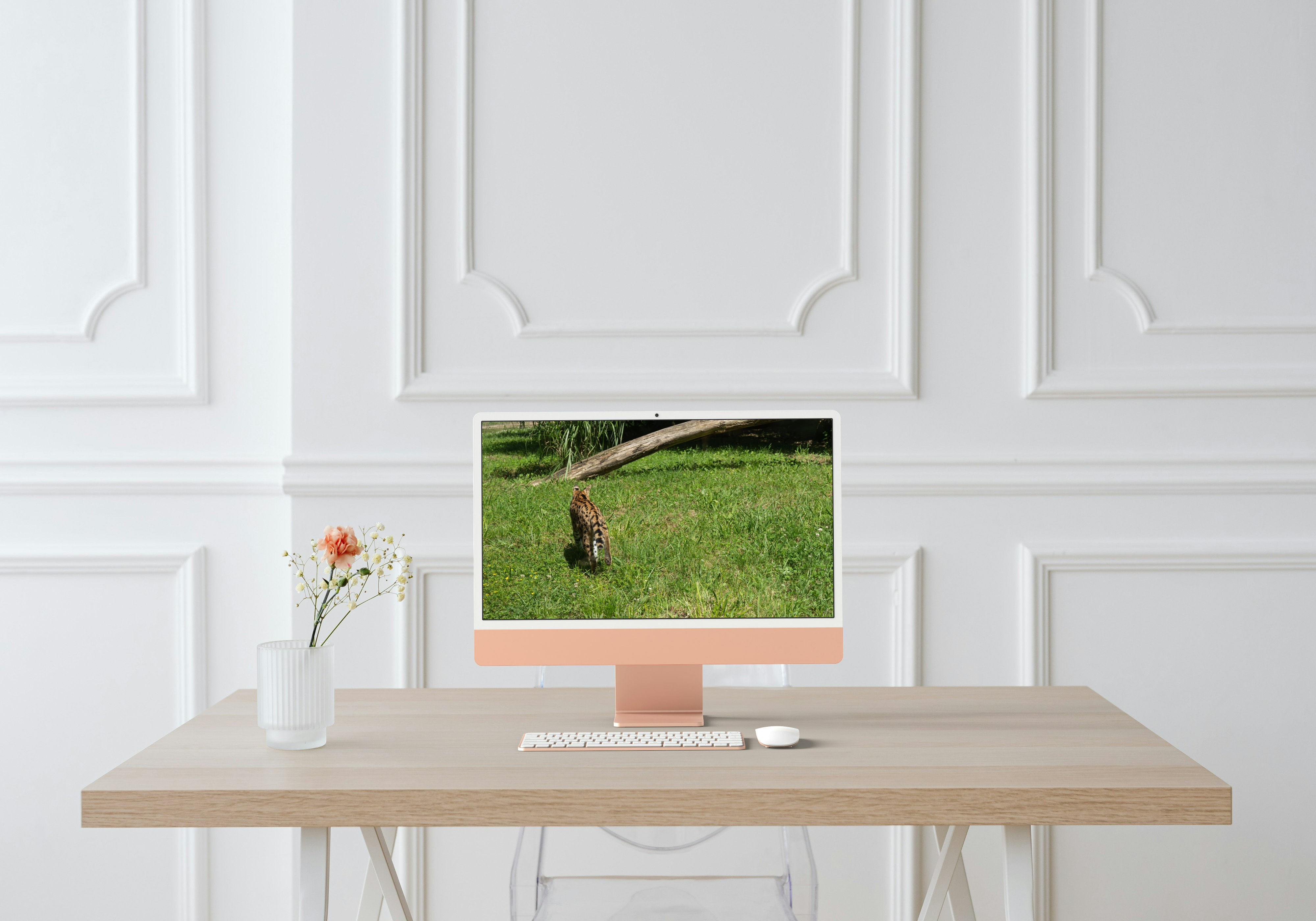 Solitude du Serval