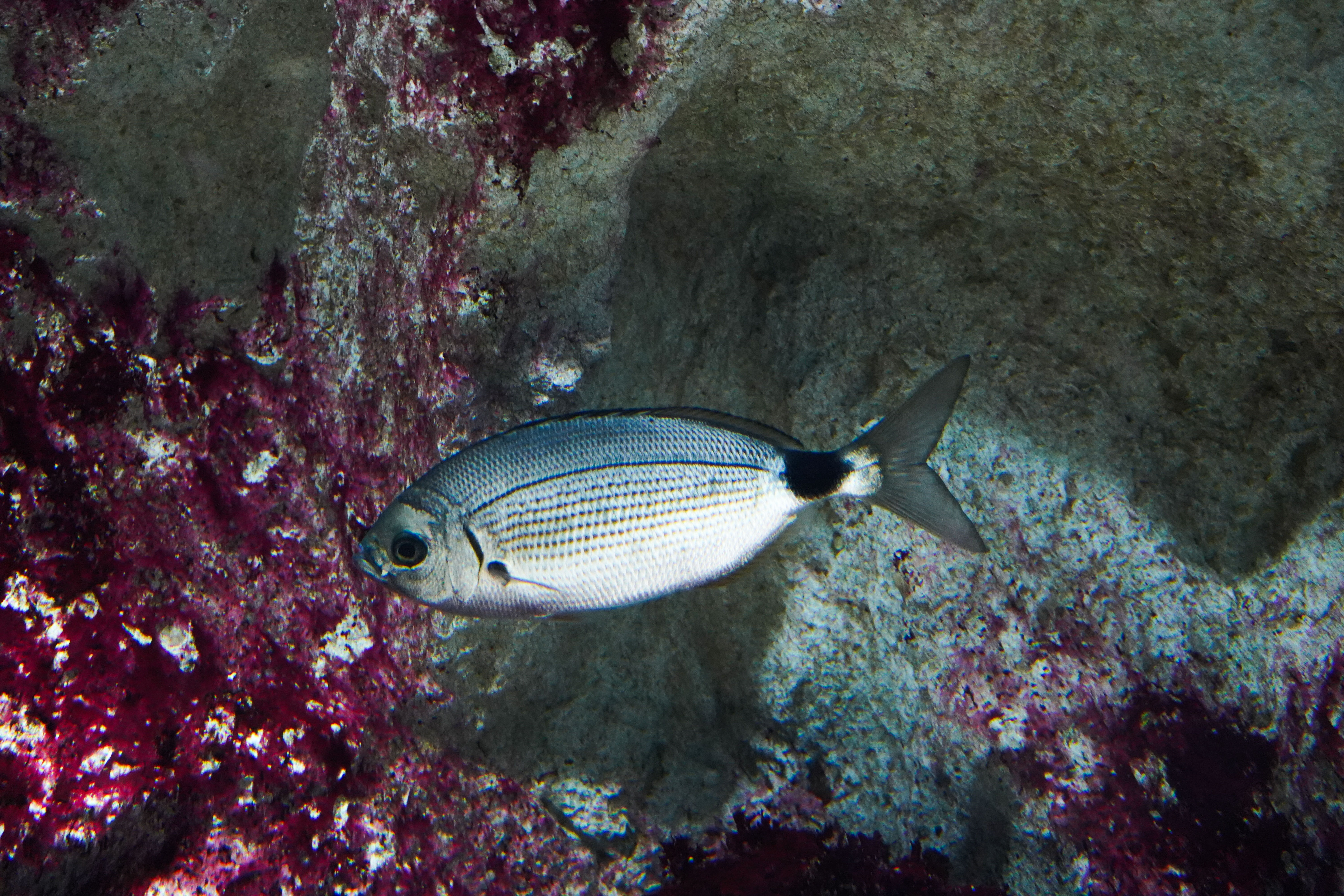 Oblade Méditerranéenne – Regard Marin au Seaquarium