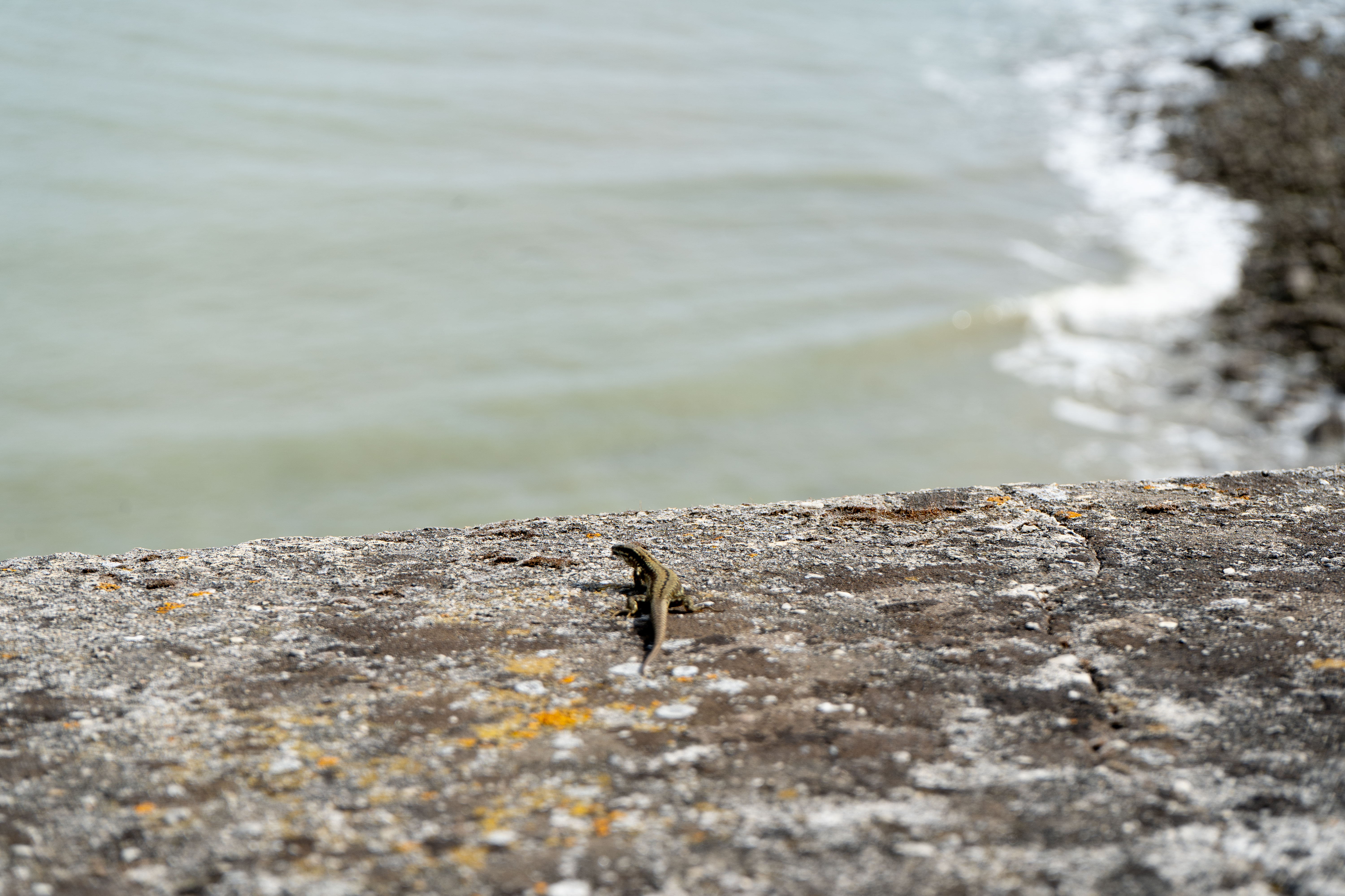 Lézard sur mur face à l’océan – Port des Minimes, La Rochelle