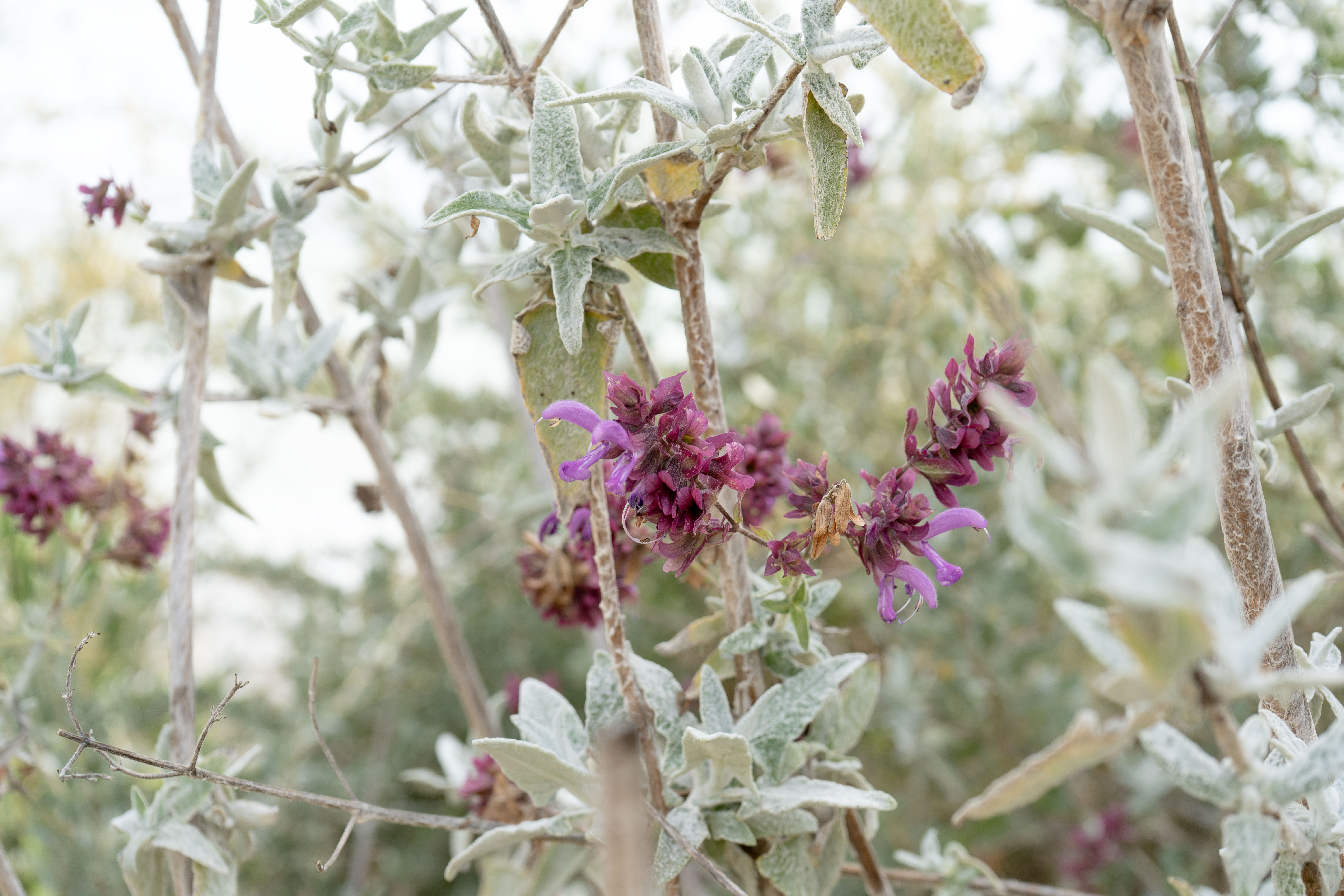 Salvia canariensis – Fleur de sauge des Canaries en macro