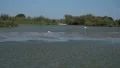 Flamants roses – Marche et pause au bord de l’étang du Parc du Pont de Gau (Ralenti)