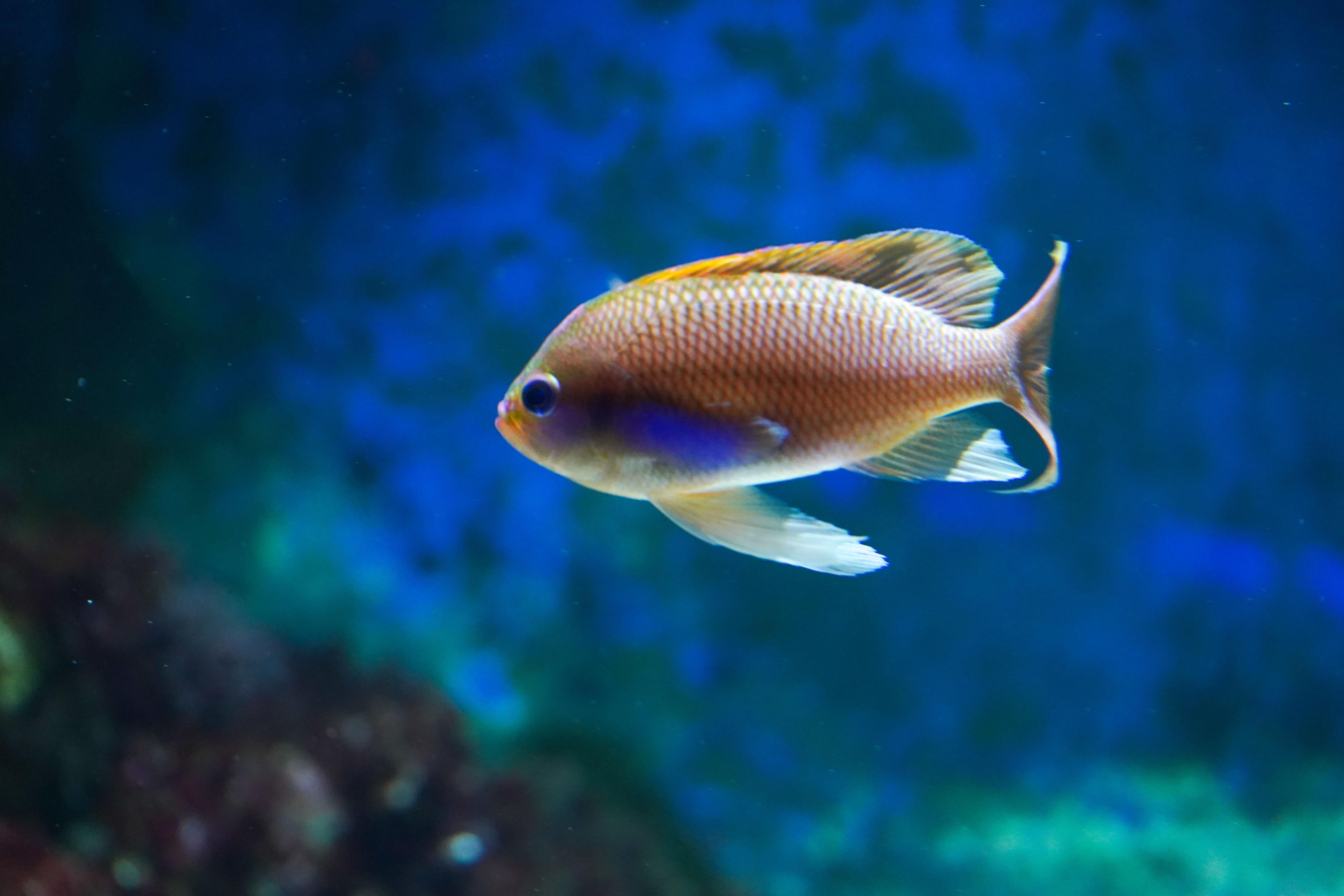 Chromis en Plongée – Instant Marin au Seaquarium du Grau-du-Roi1