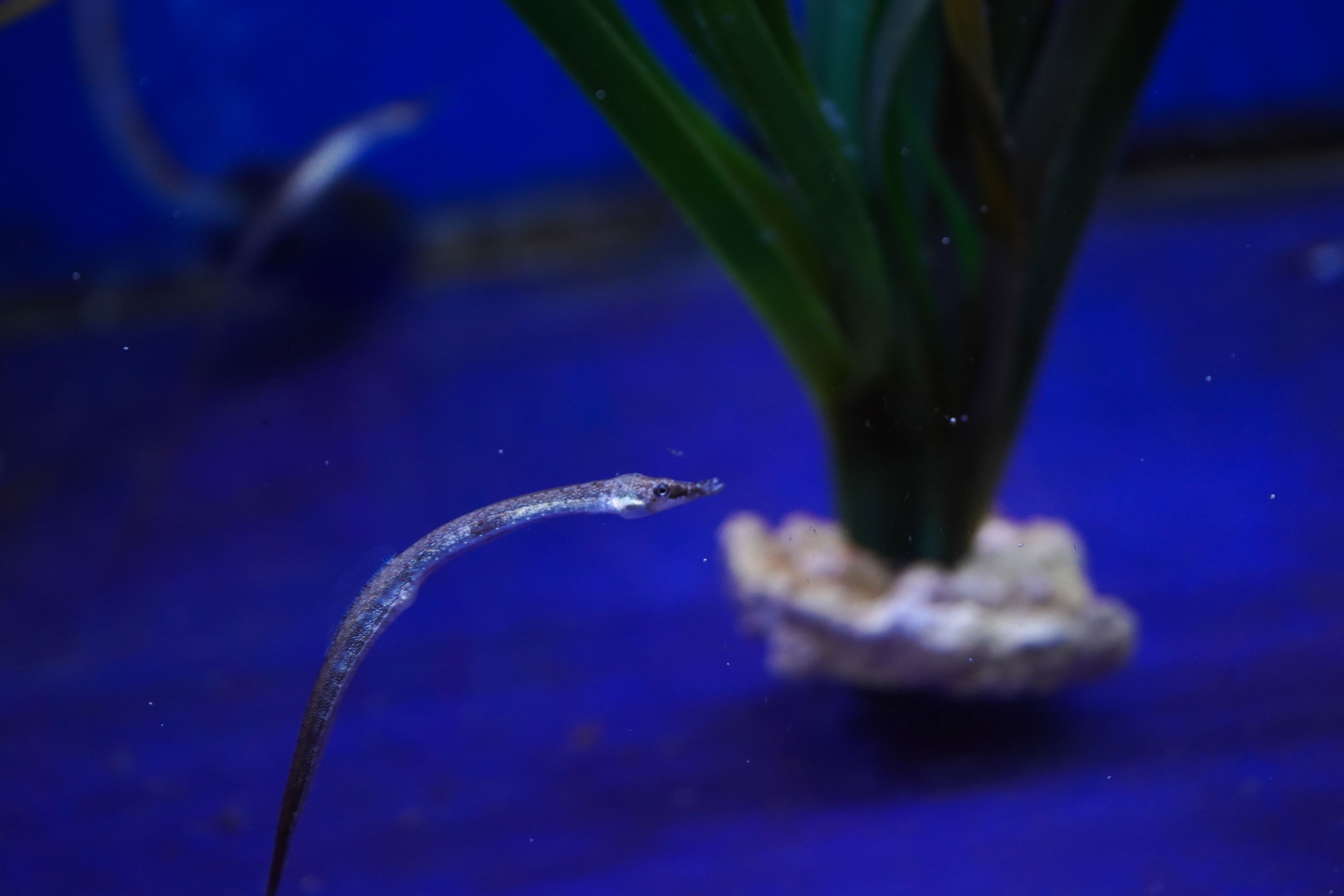 Photo macro – Syngnathus en lumière marine